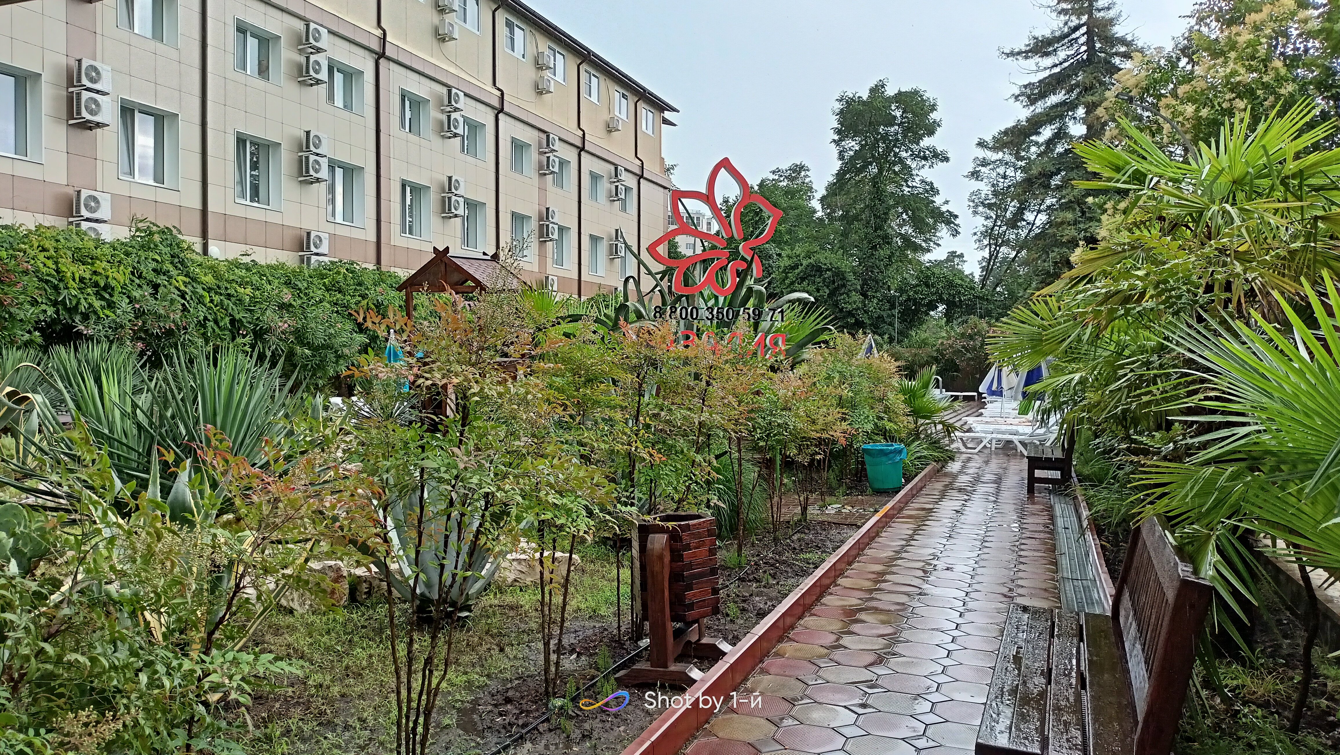 Фото Азалия