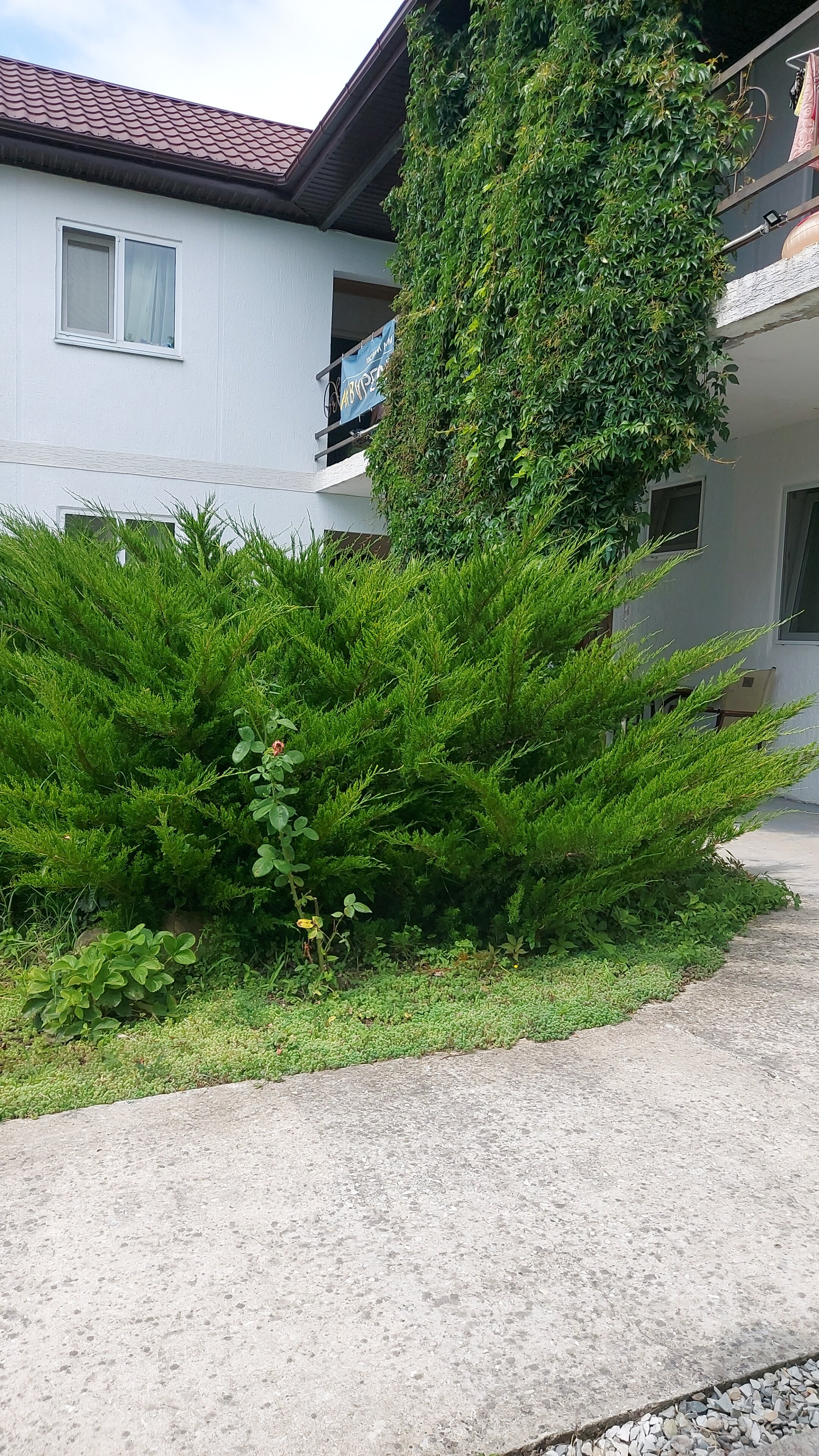 Фото Акварель