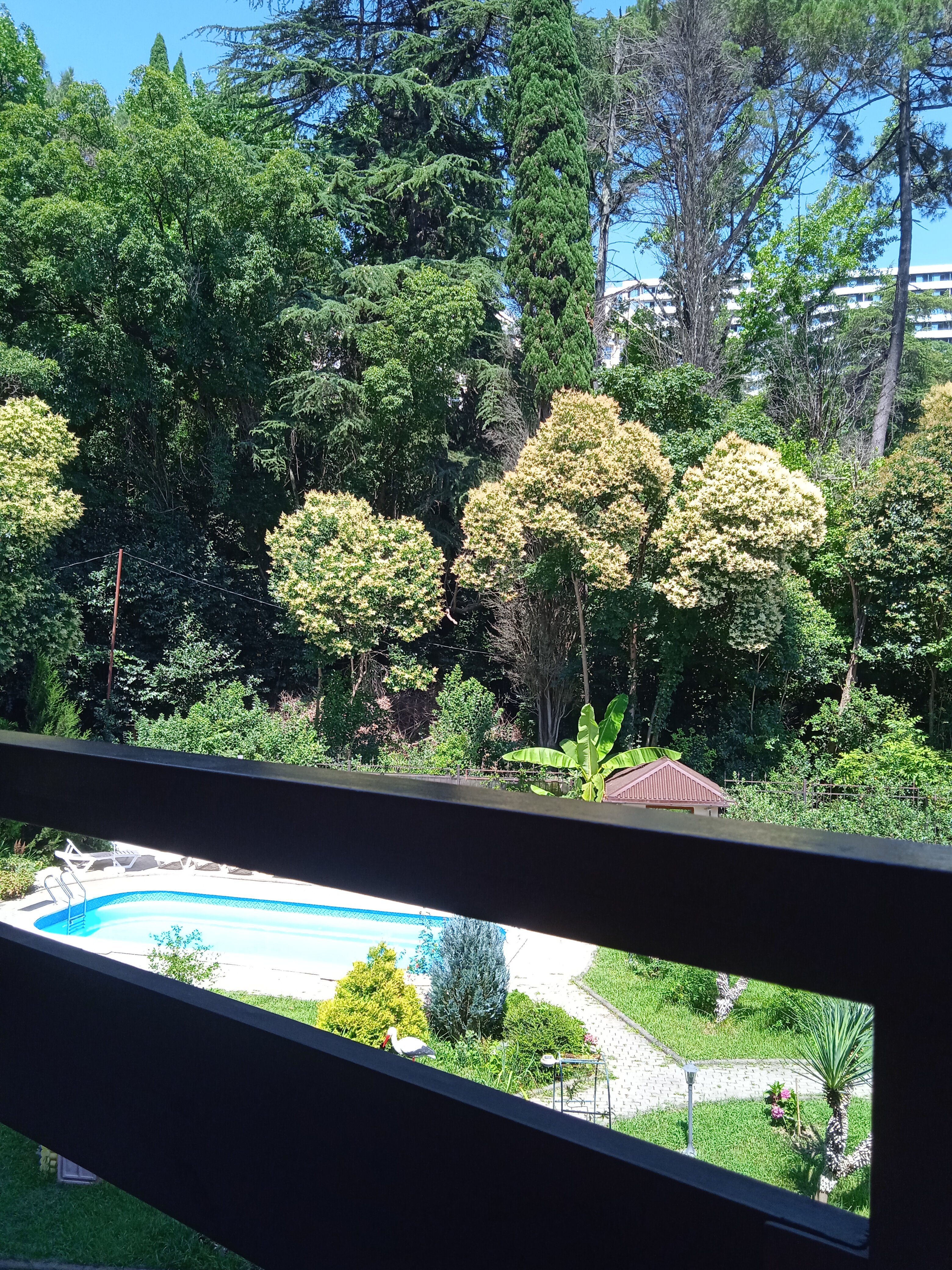 Фото Старая Хоста