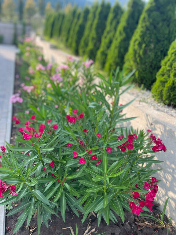 Фото Stella al mare