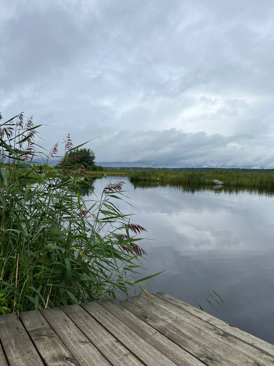 Фото Хитрый Лис