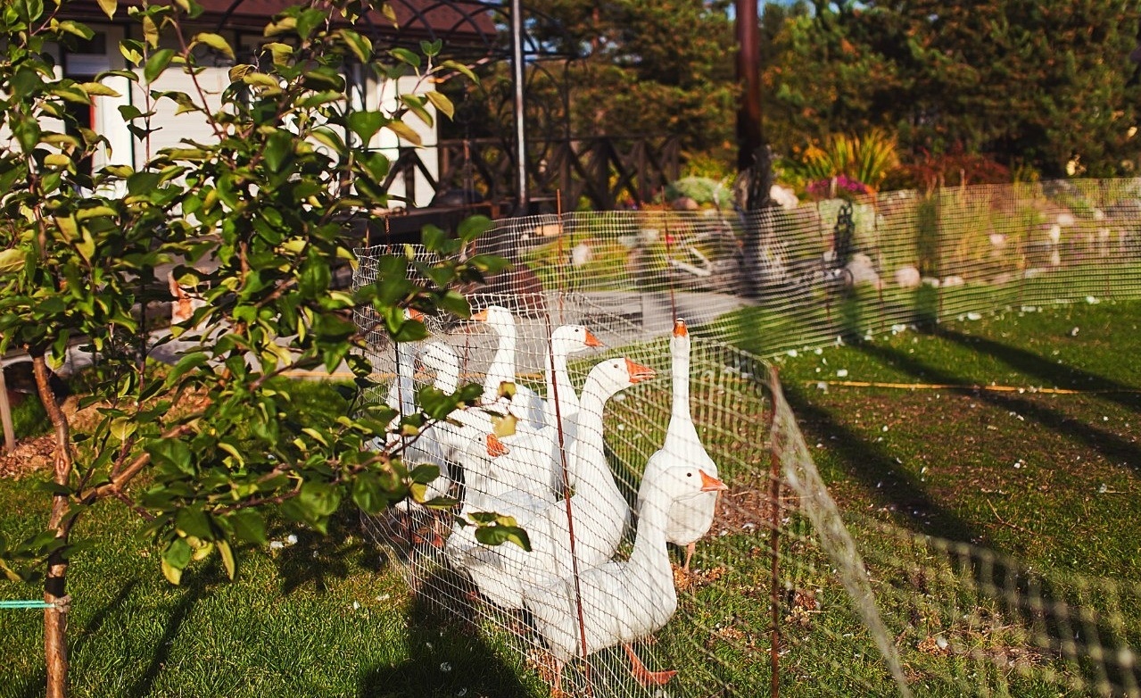 Фото Villa Vitele