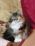Котопёс (Gamarnika Street, 17), pet shop