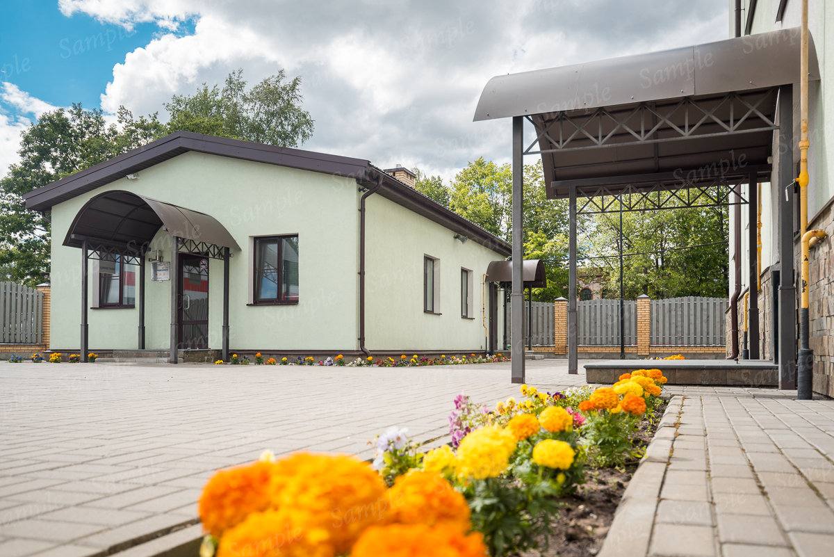 Фото Подсолнух