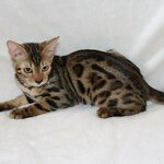 Wild Russia (улица Астана Кесаева, 13), vivero de animales