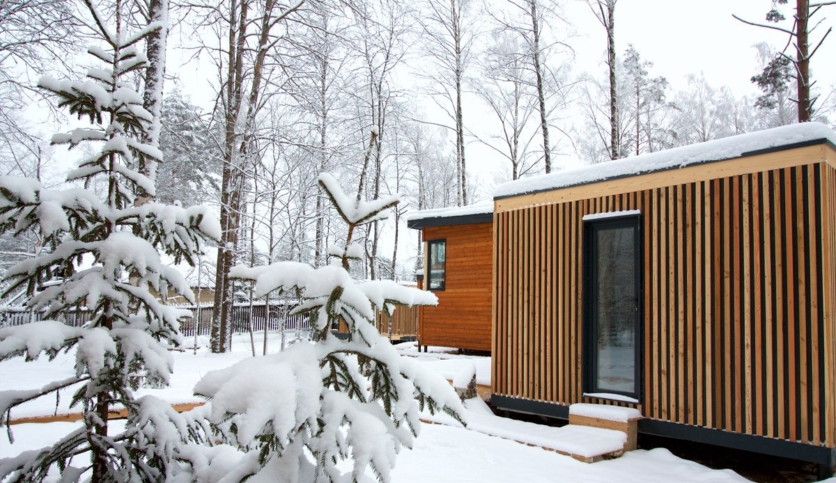 Фото Черника