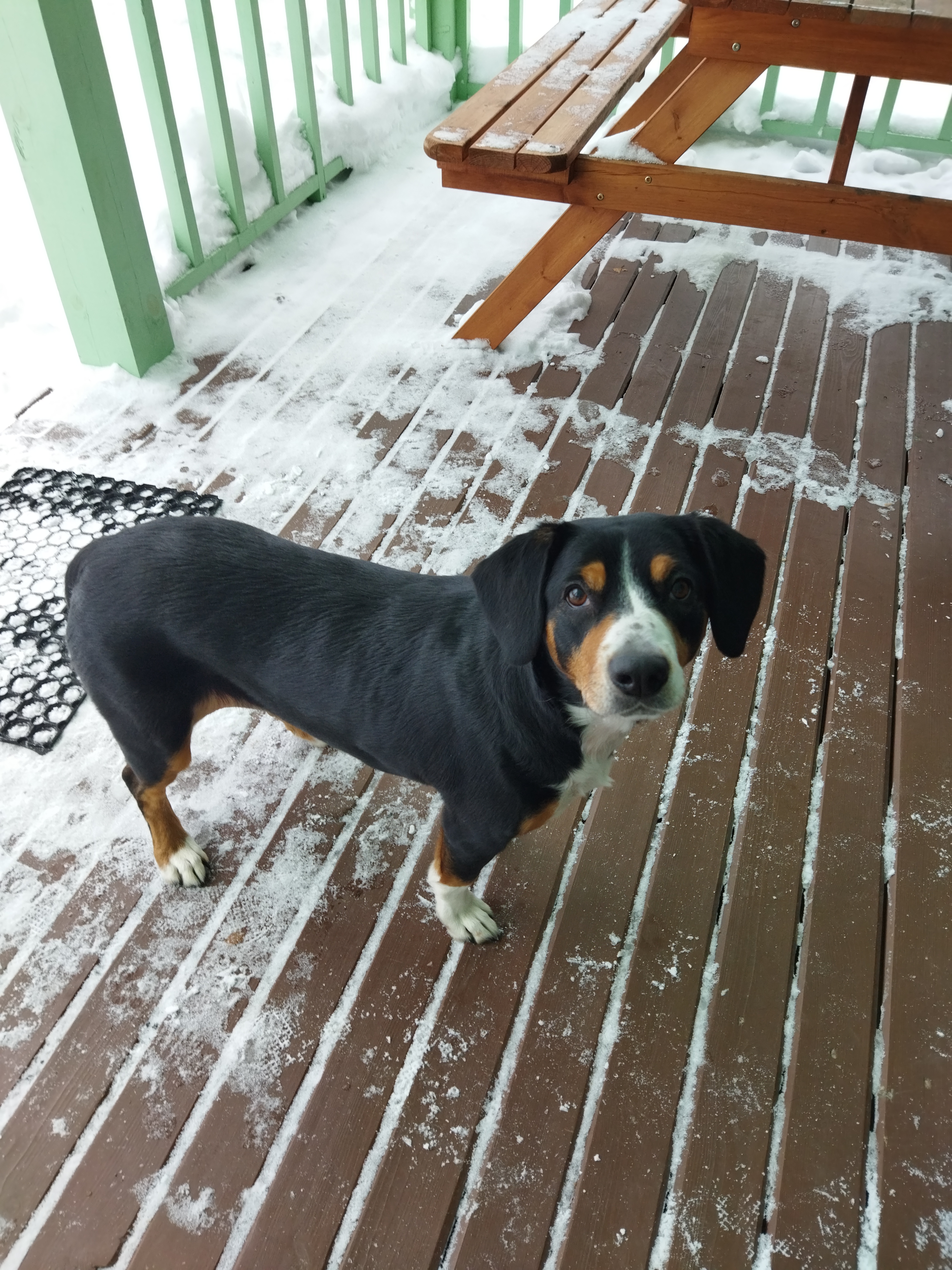 Фото Вереск