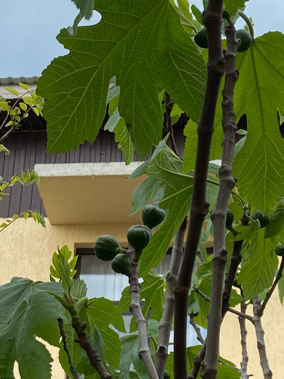 Фото Дельфин