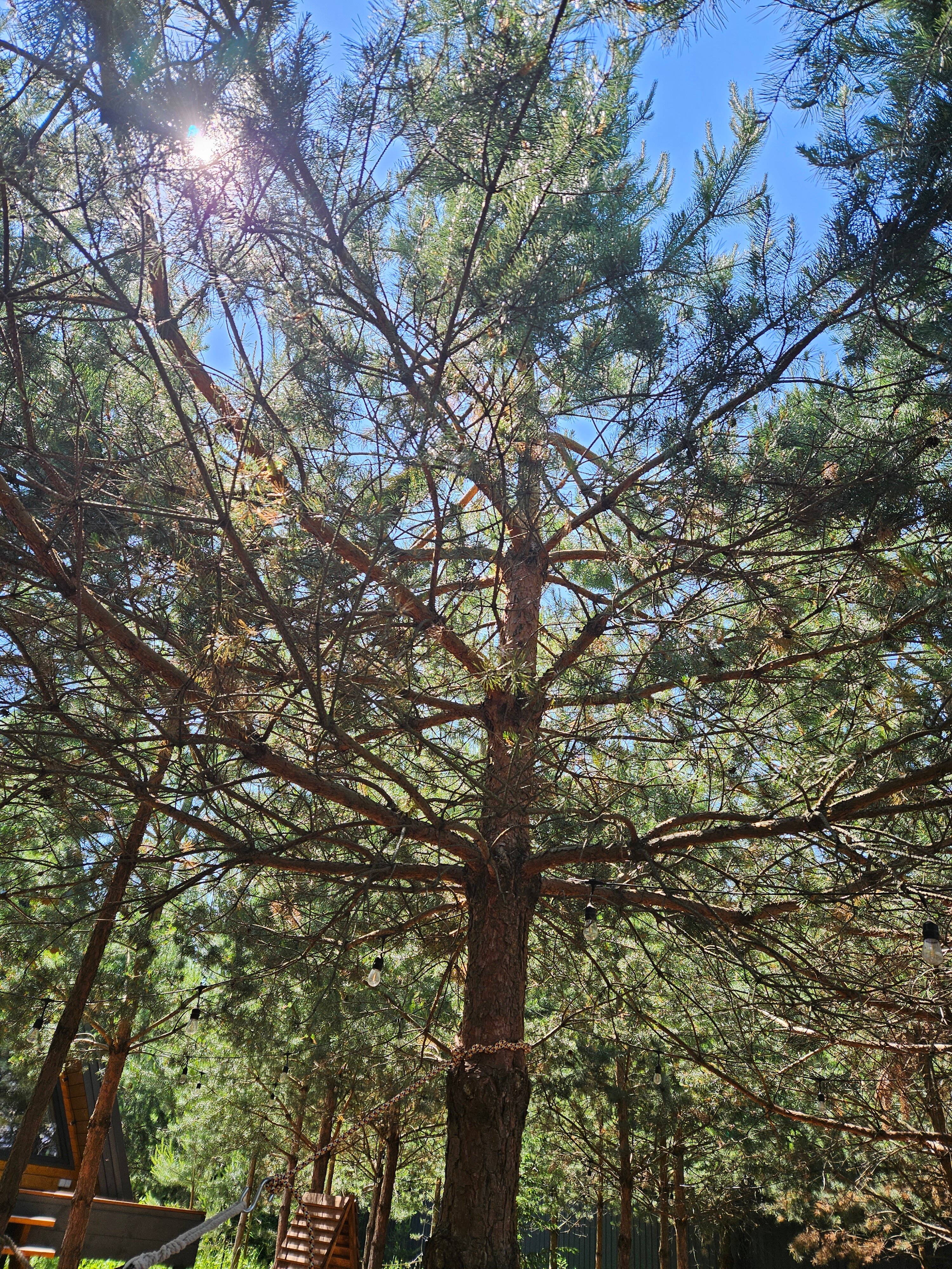 Фото Кусочек рая в соснах