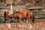 Станица Вольная (ул. Промзона, 1, село Большая Ельня), конный клуб в Нижегородской области