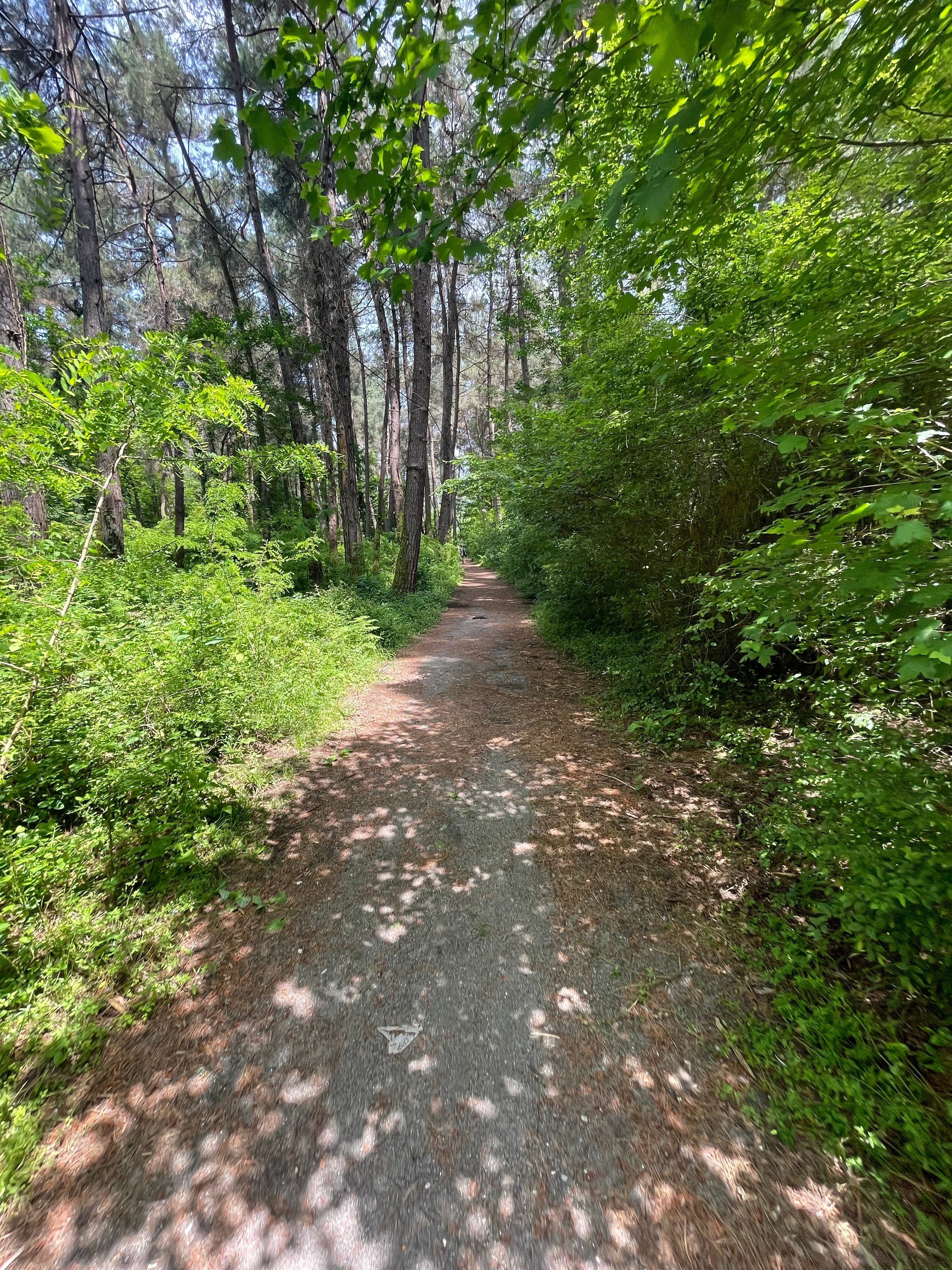 Фото Сосновый рай