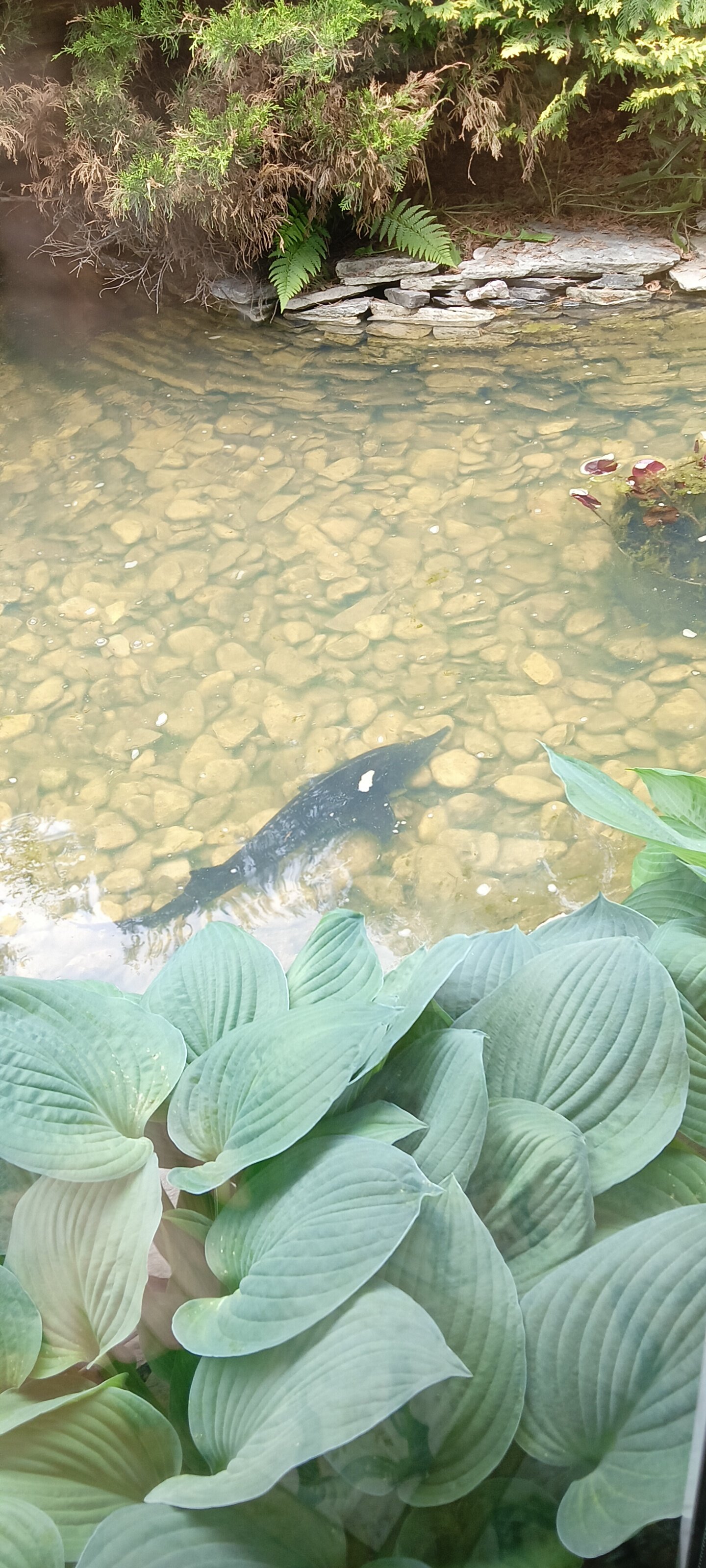 Фото Сытый Ежик