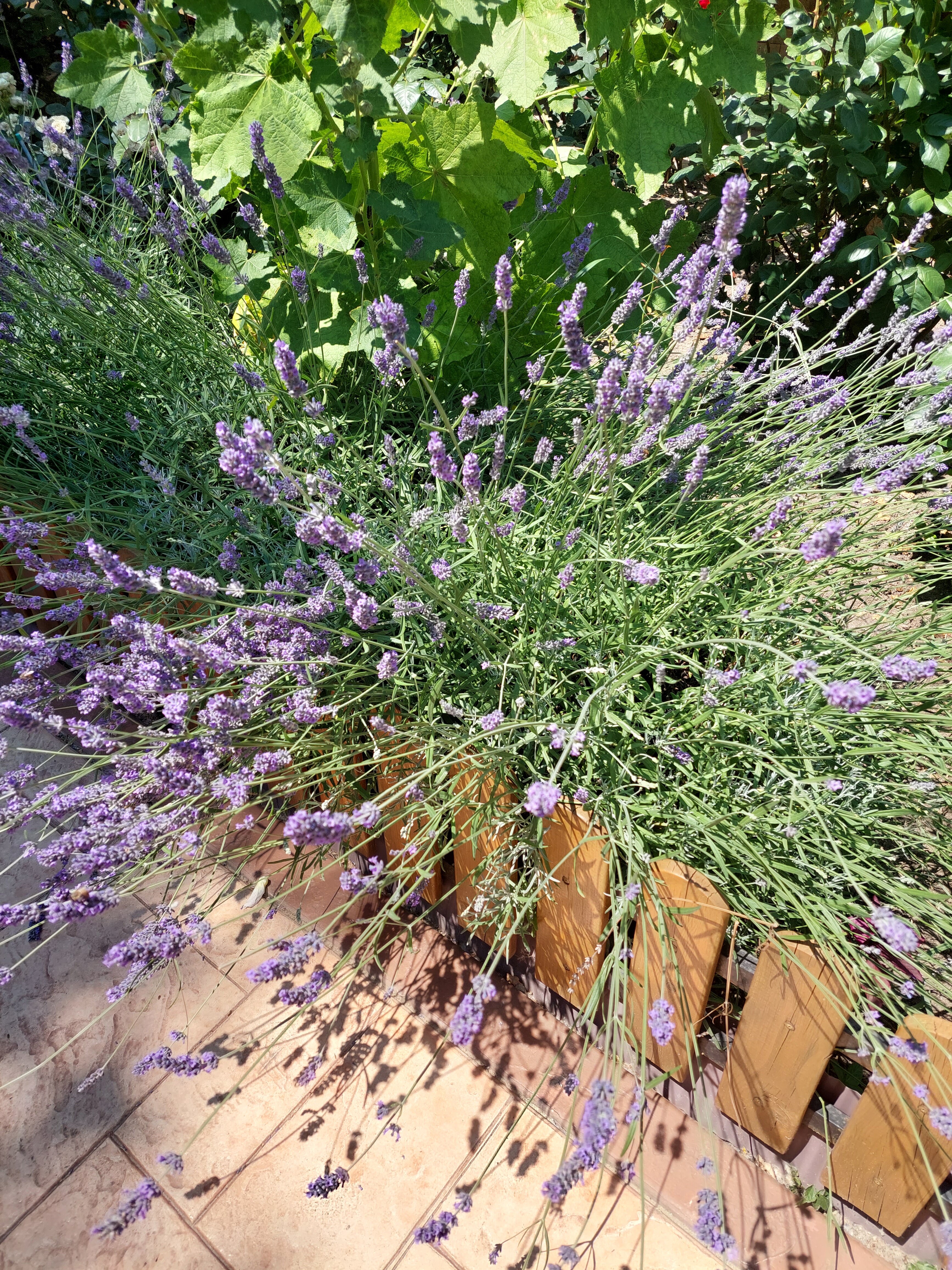 Фото Морские Рифы