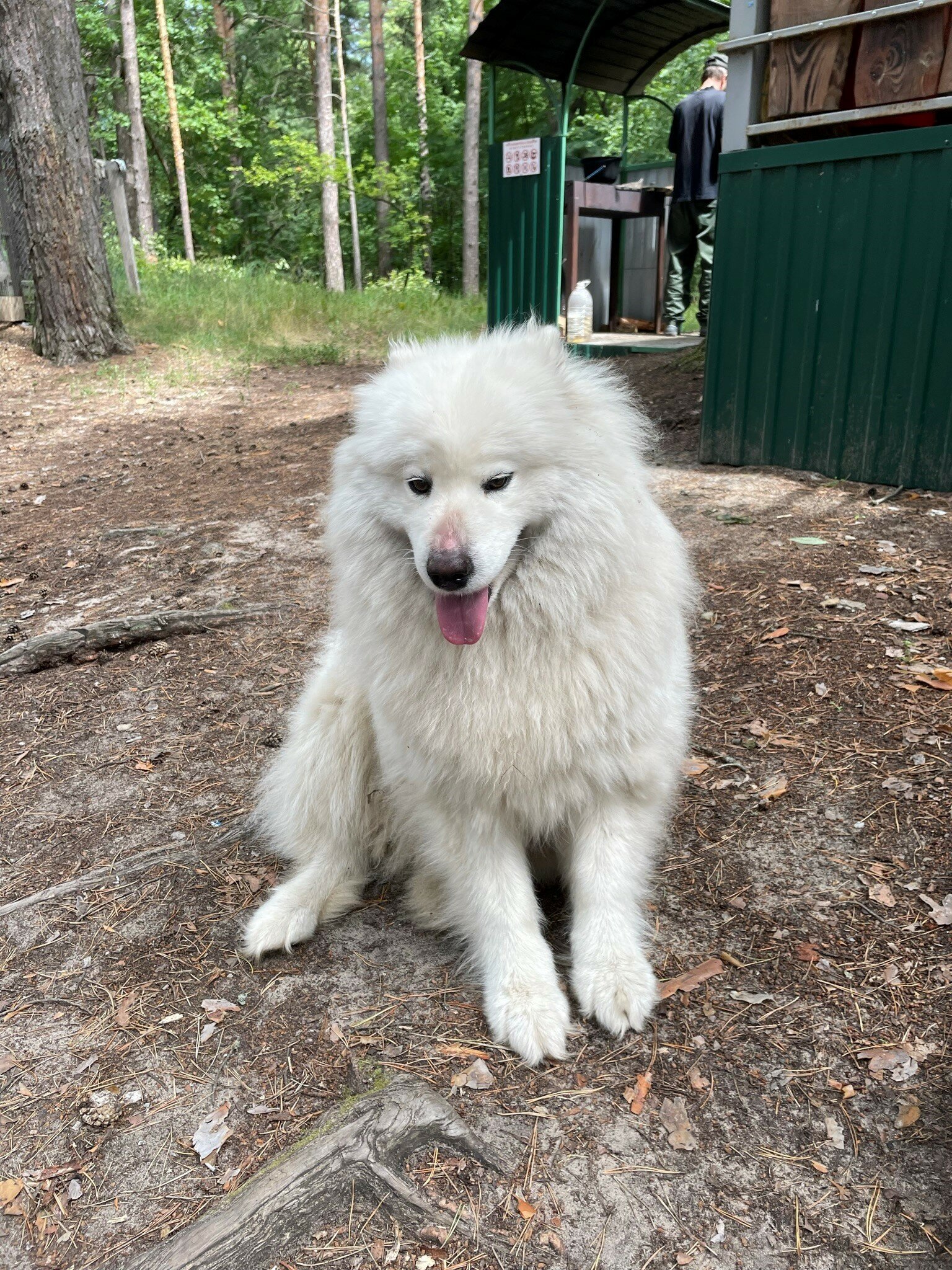 Фото Лесная дача