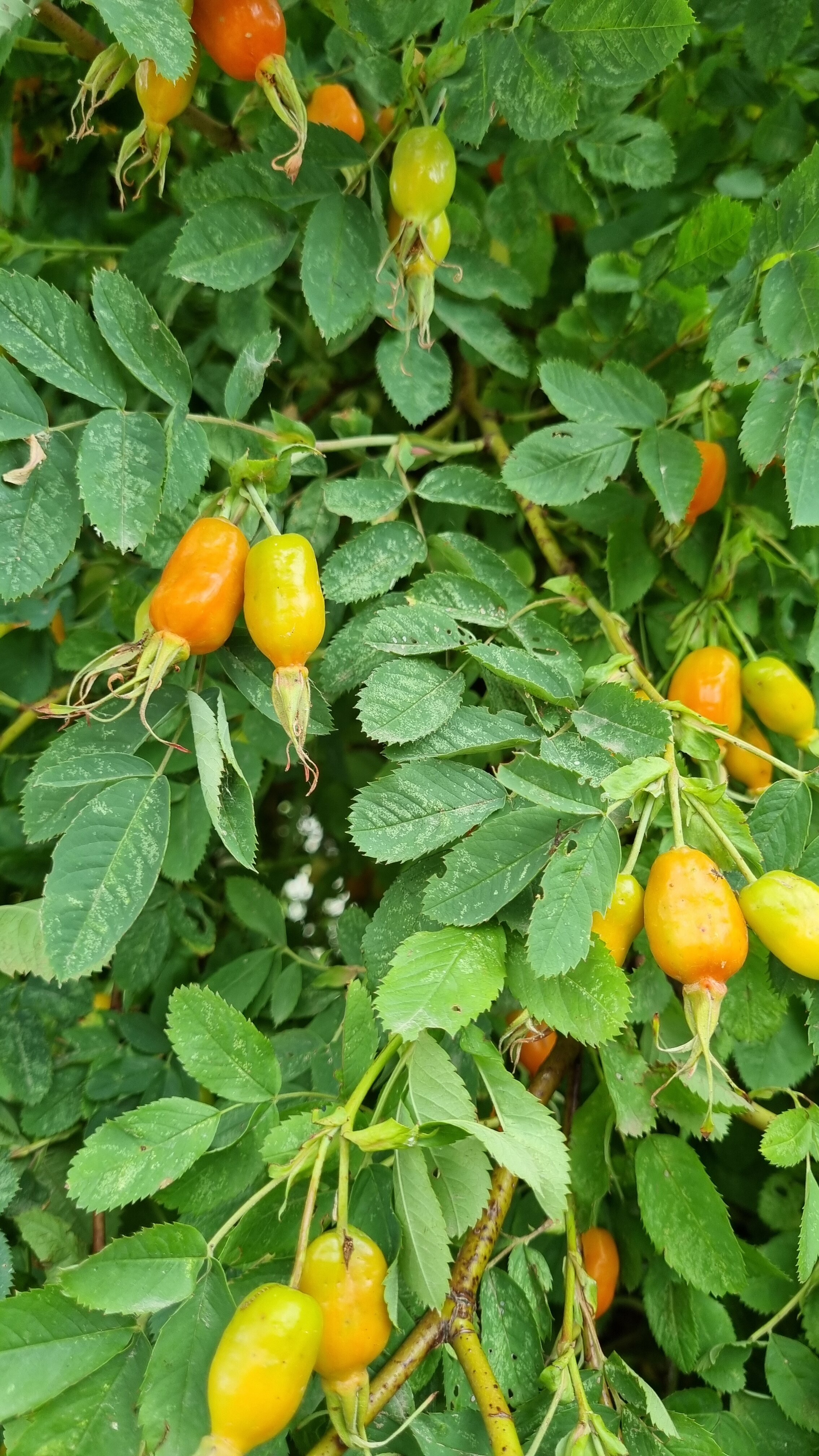 Фото Камское house