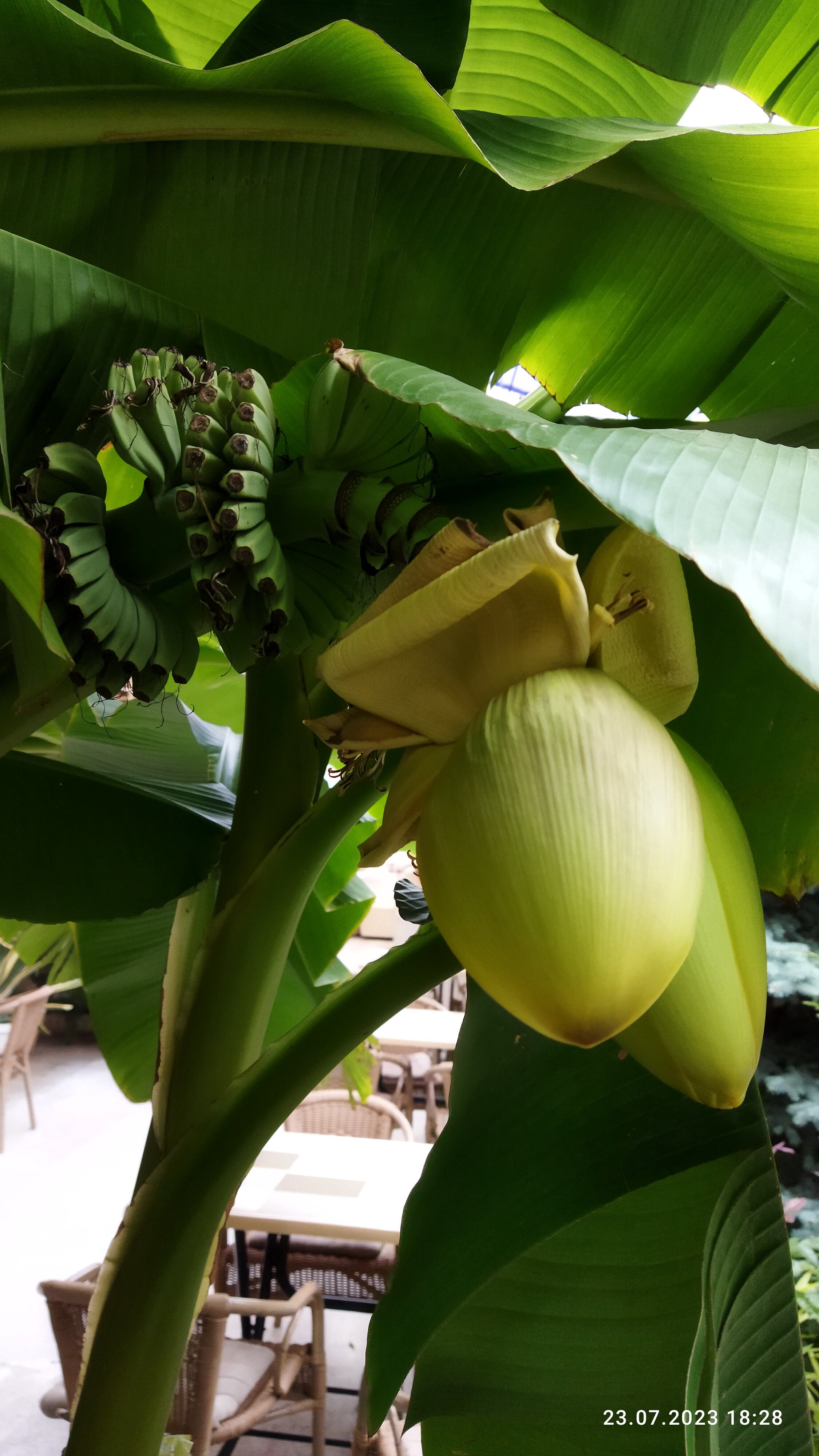 Фото Жемчужина