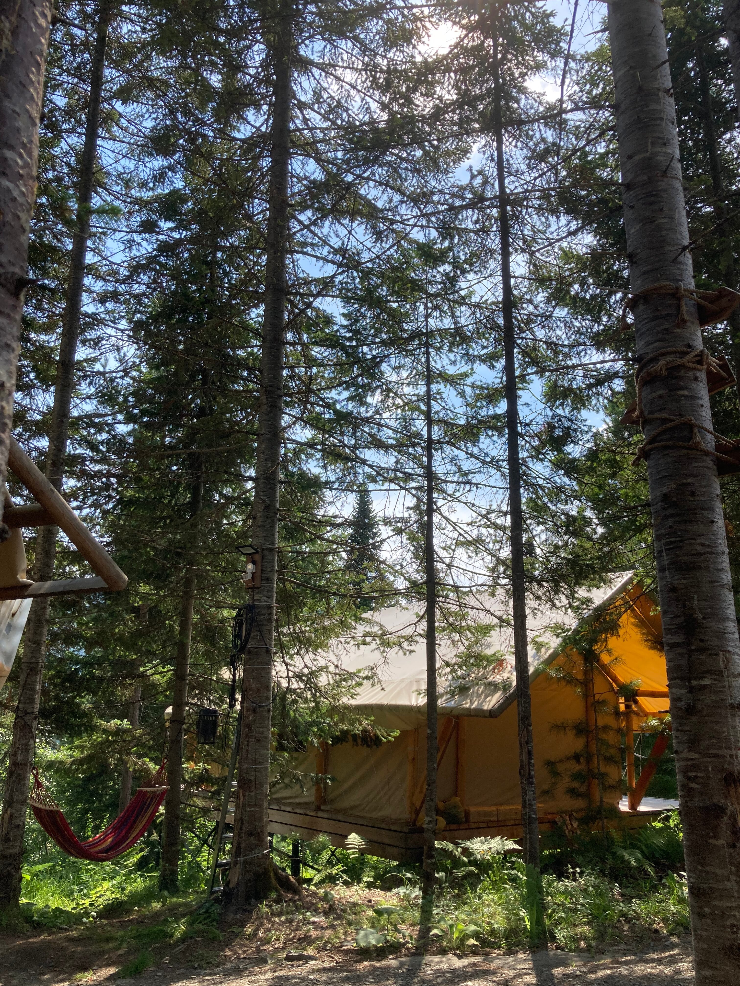 Фото Кедровая берлога