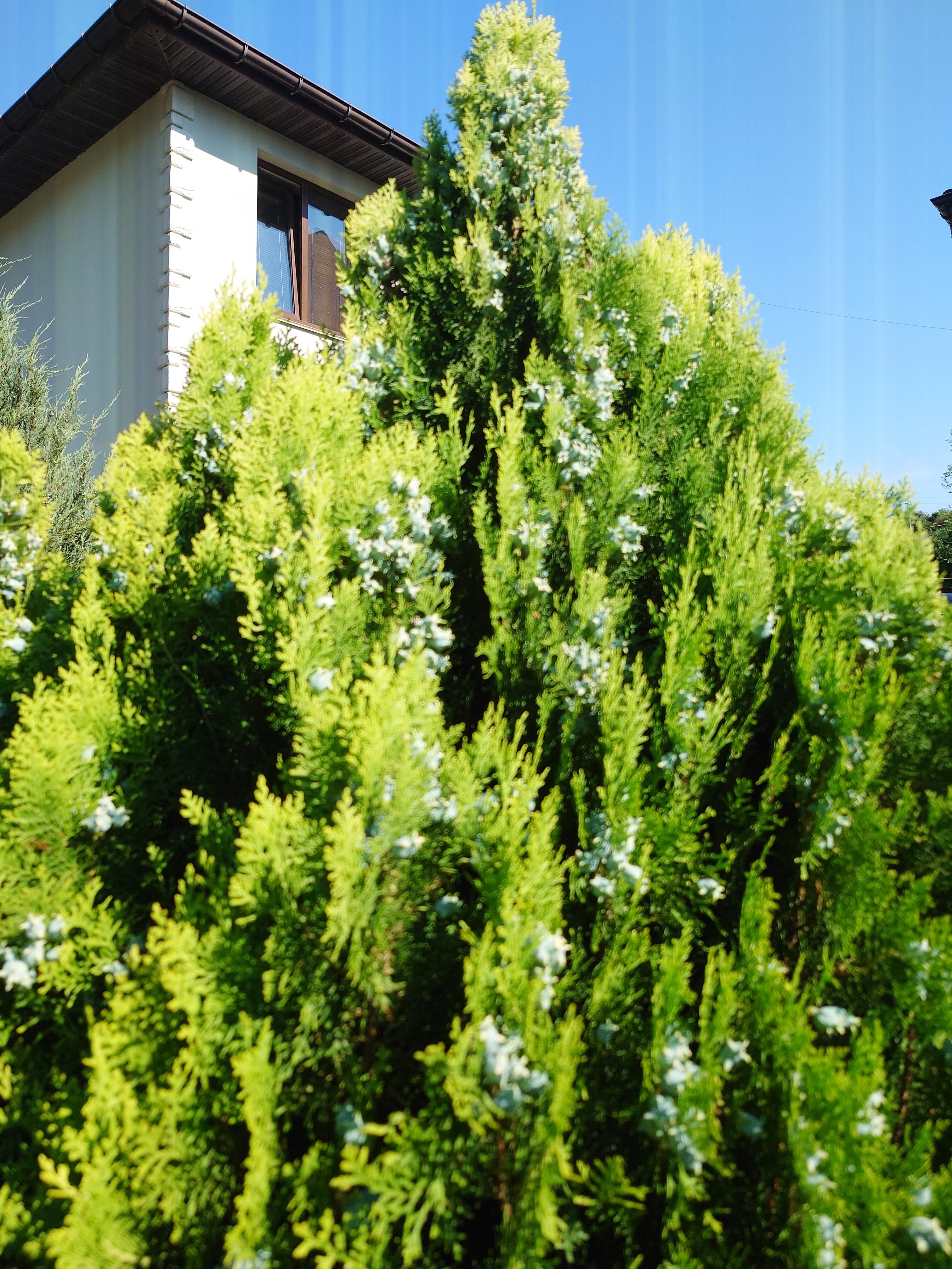 Фото Шато Блан