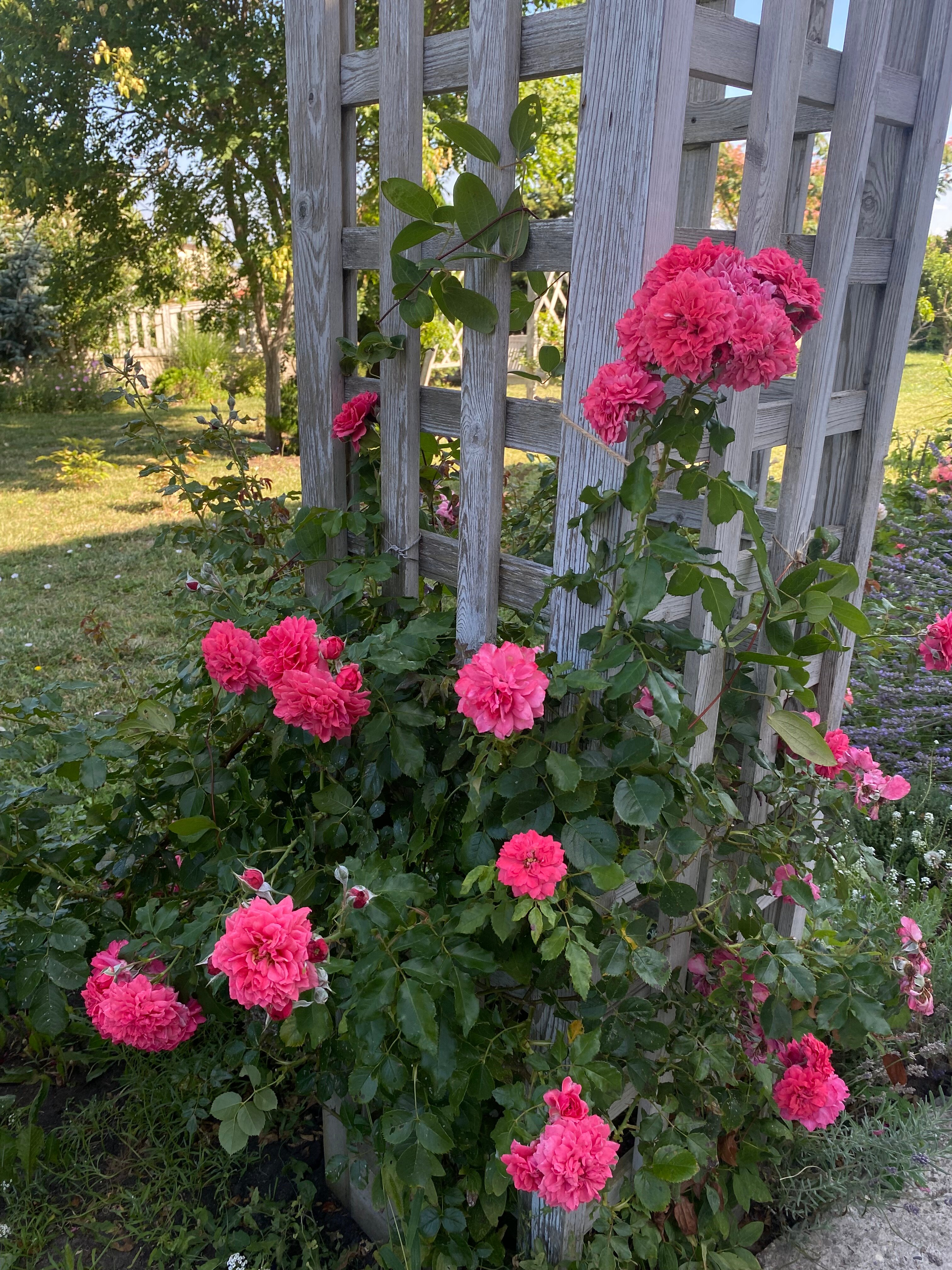 Фото Александрия