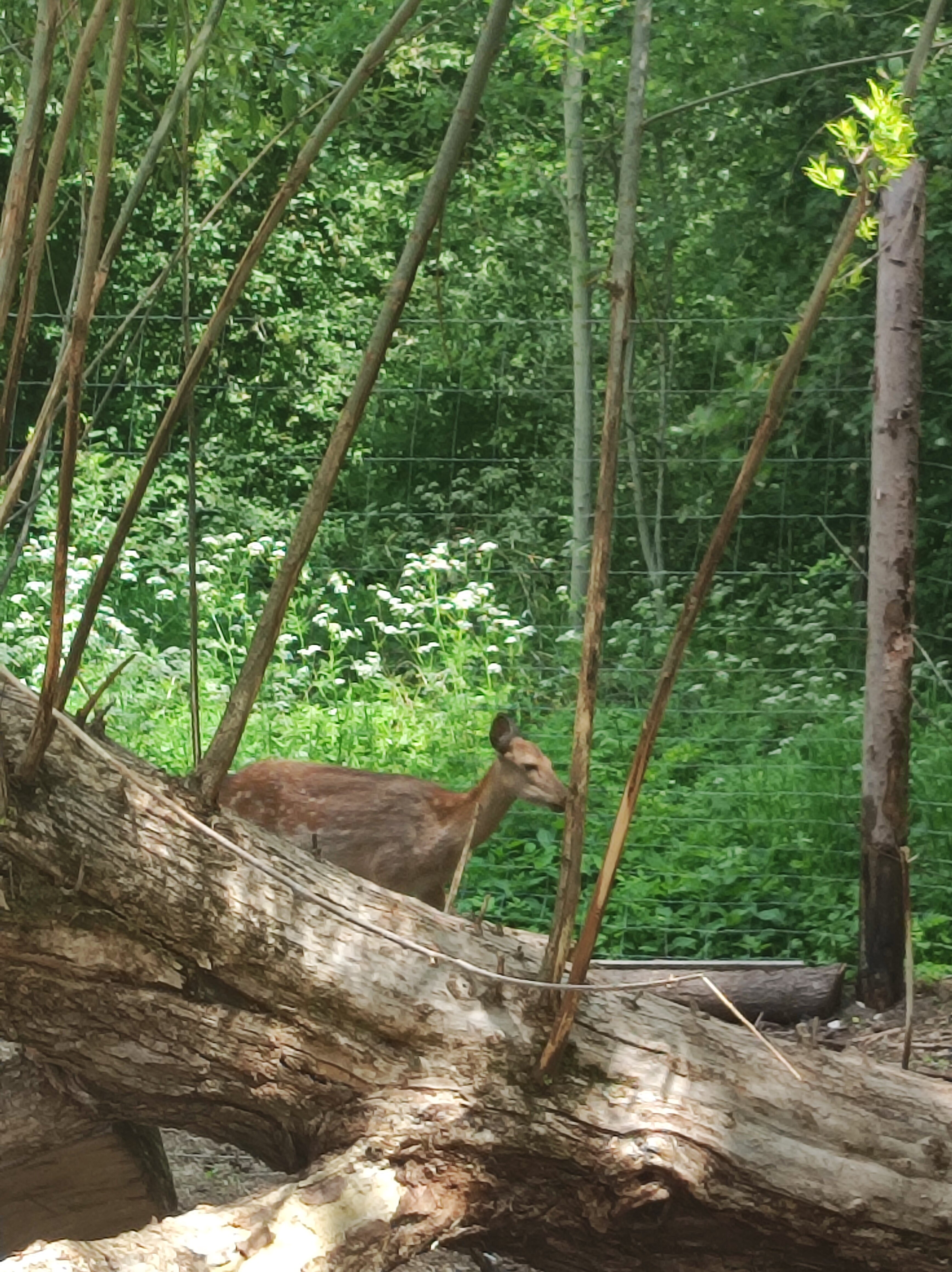 Фото Дикое подворье
