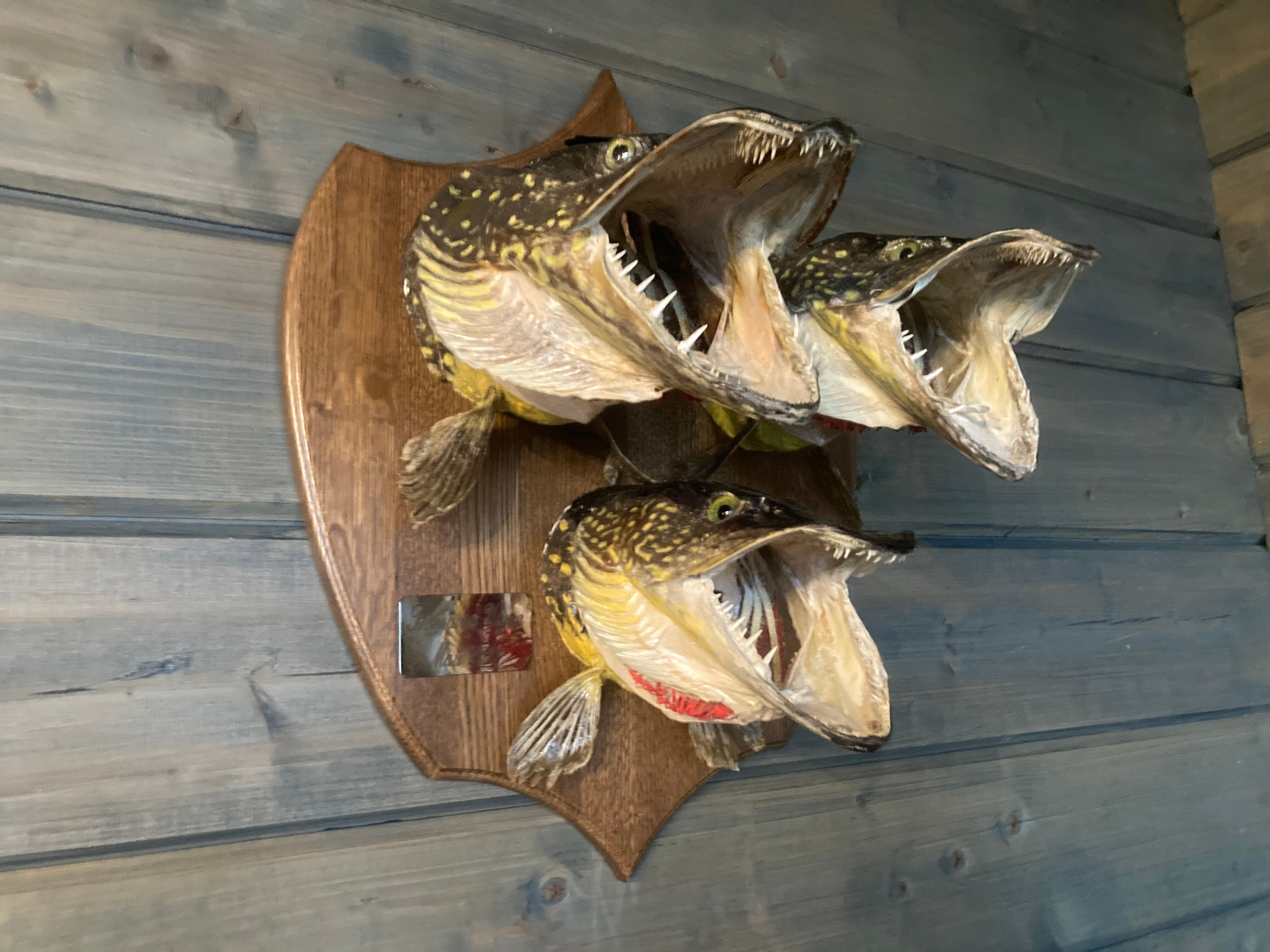 Фото Талео Хоум