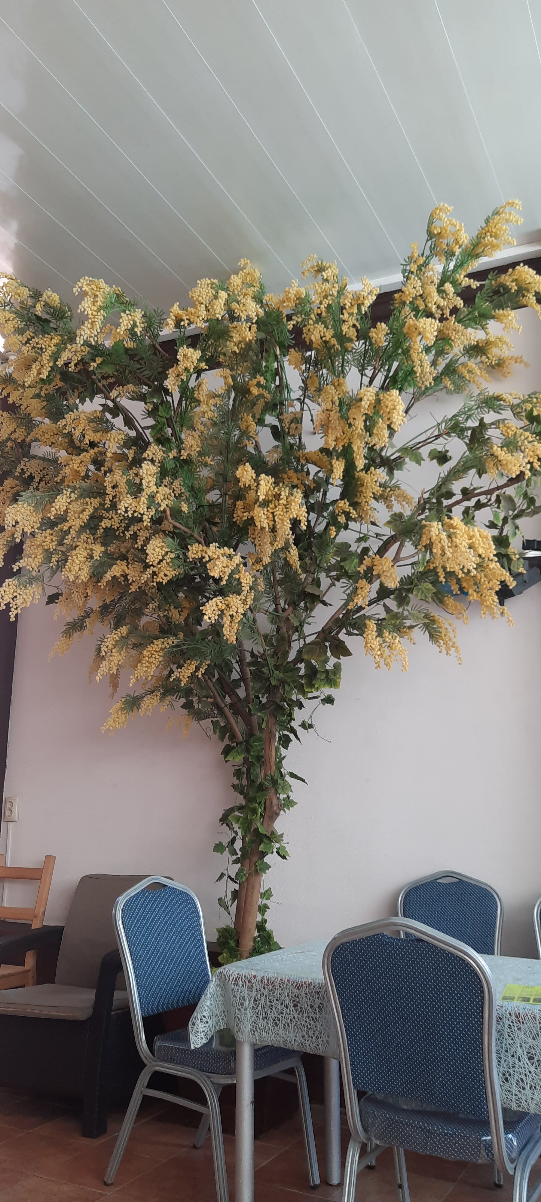 Фото Азалия Мимоза