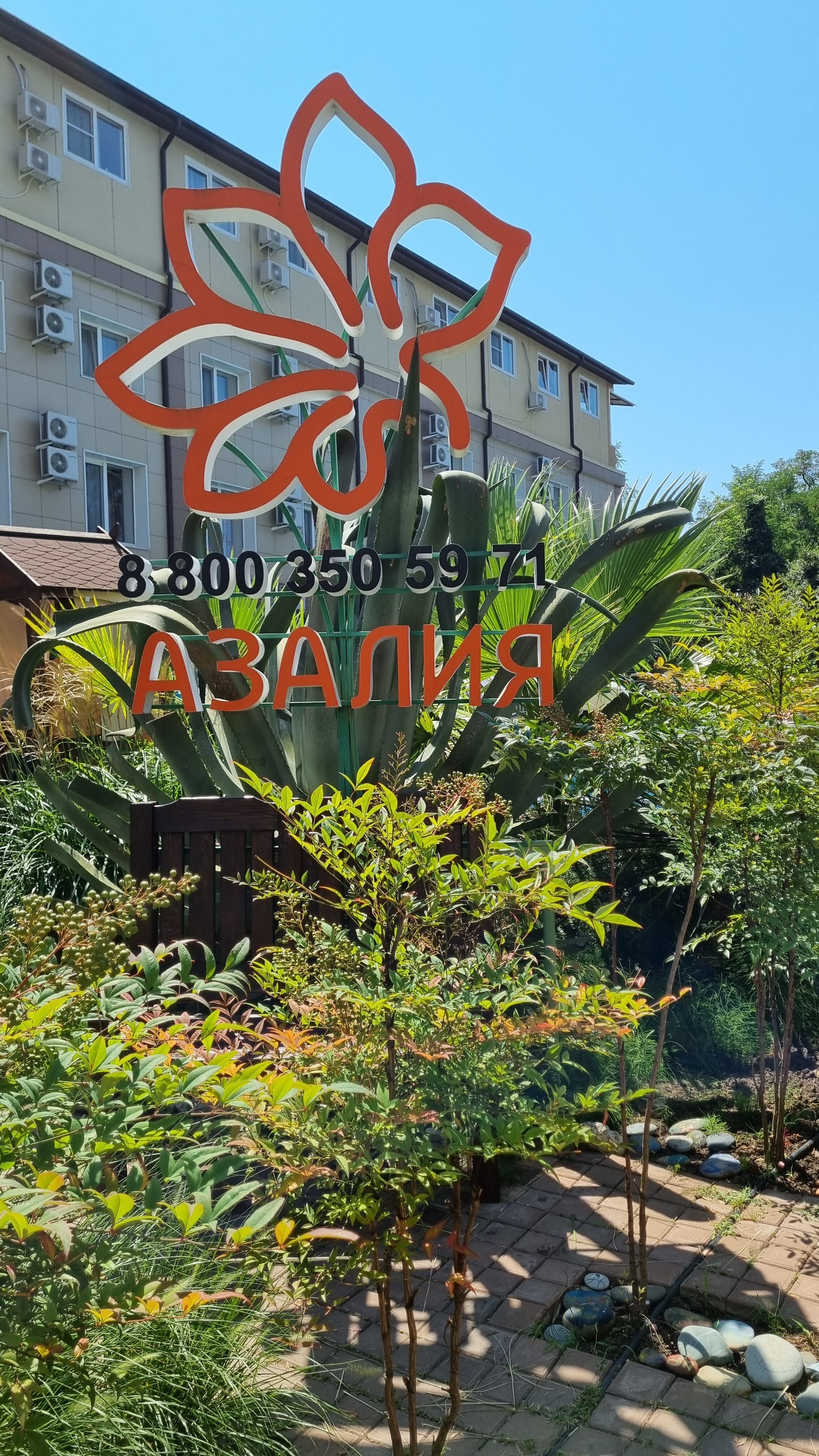 Фото Азалия