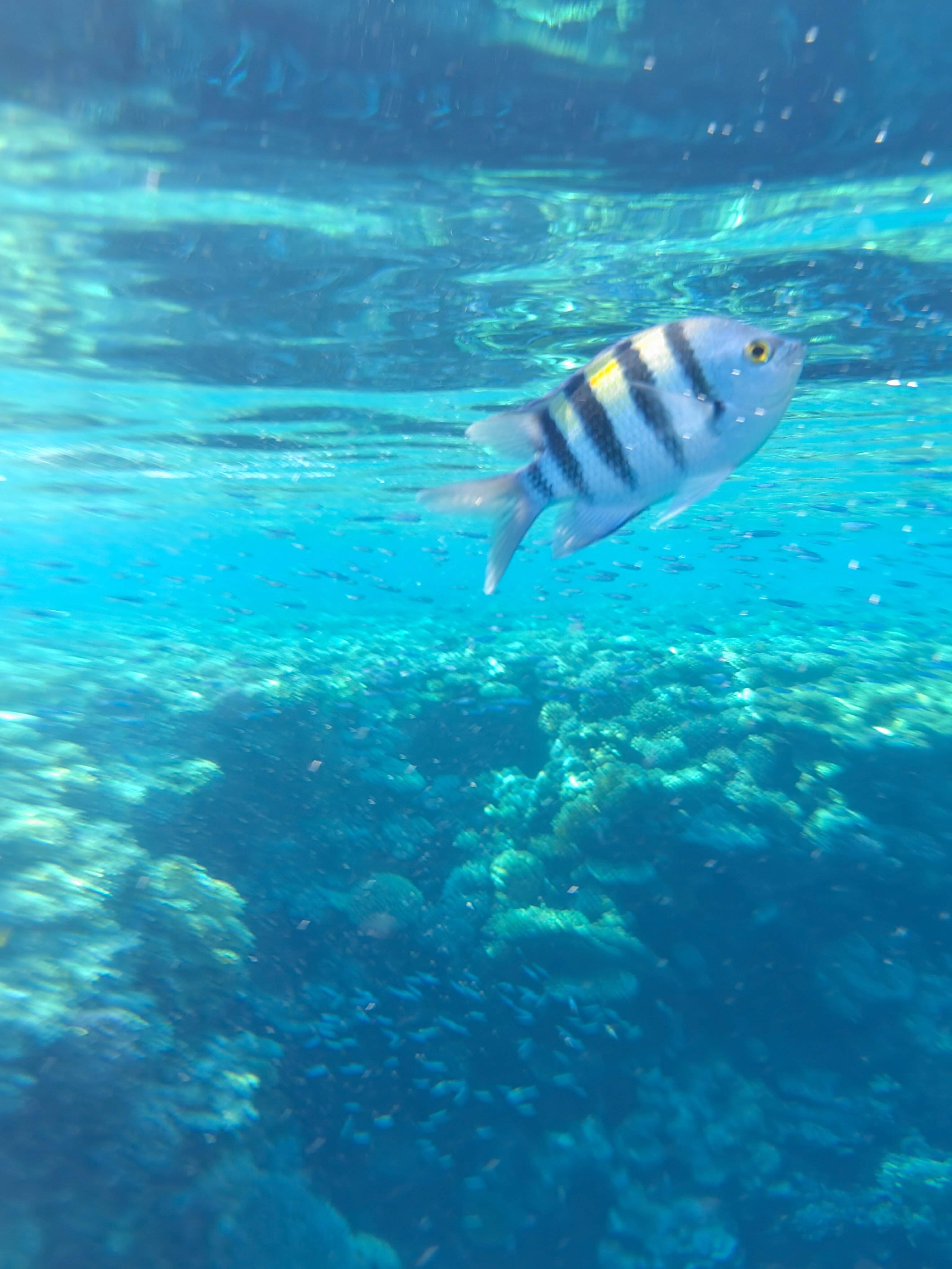 Фото Sunrise Remal Beach Resort