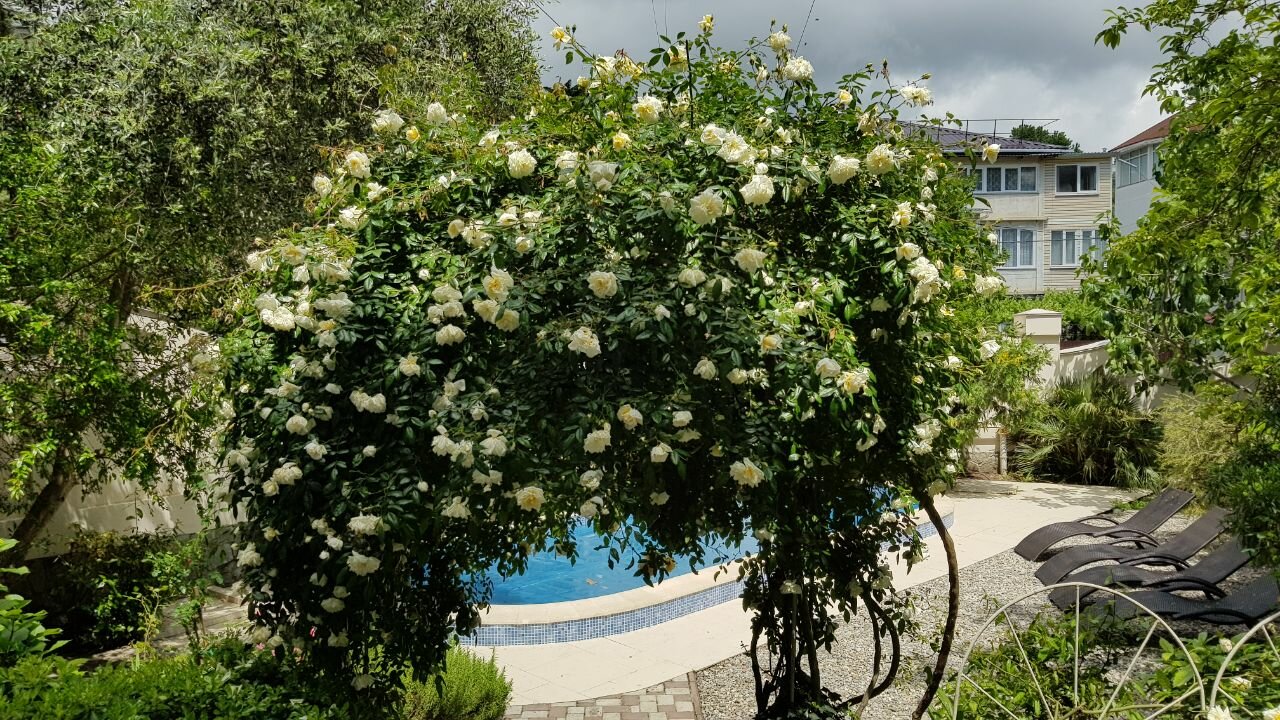 Фото Каштановый особняк