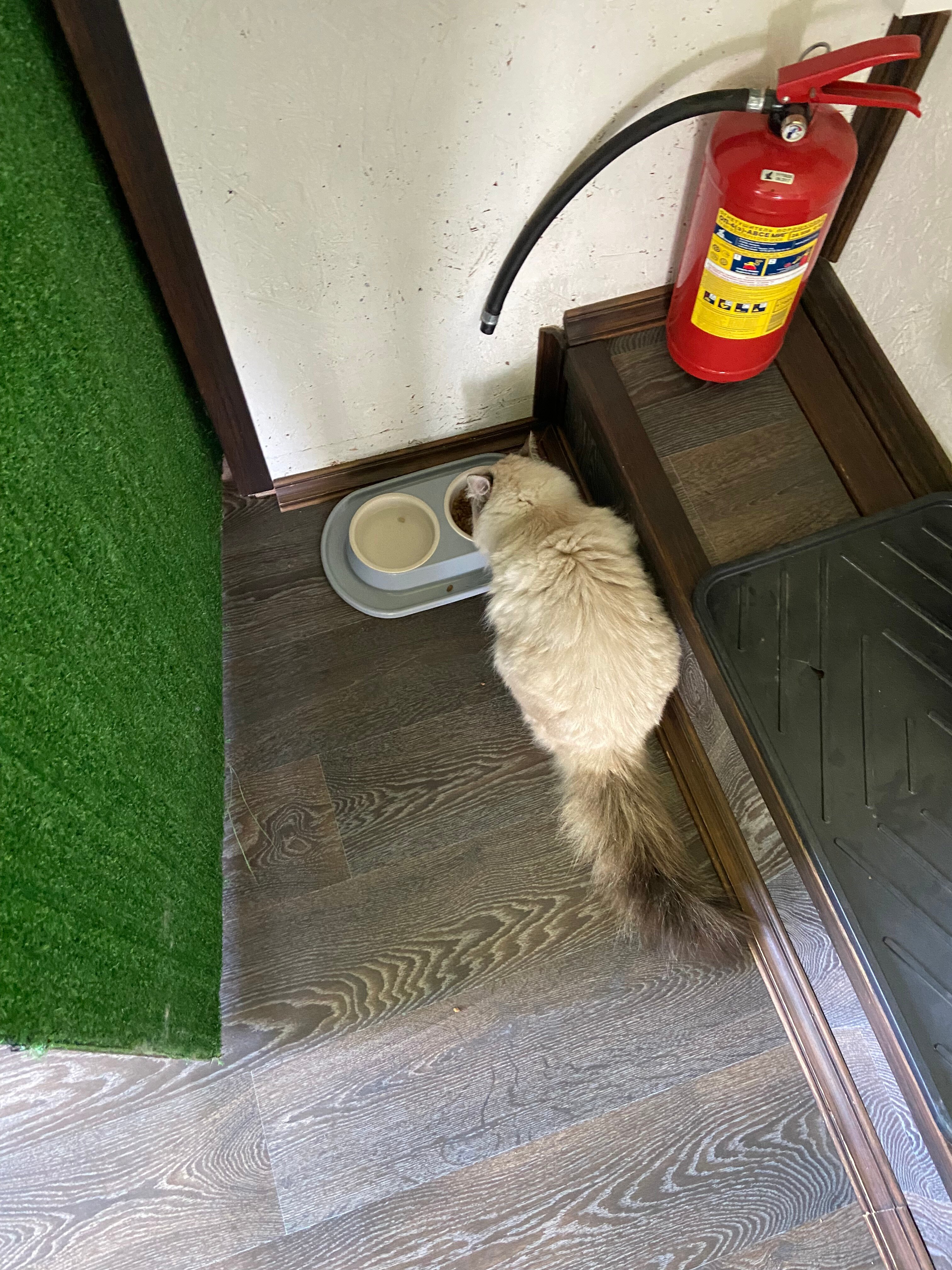 Фото Толстый кот