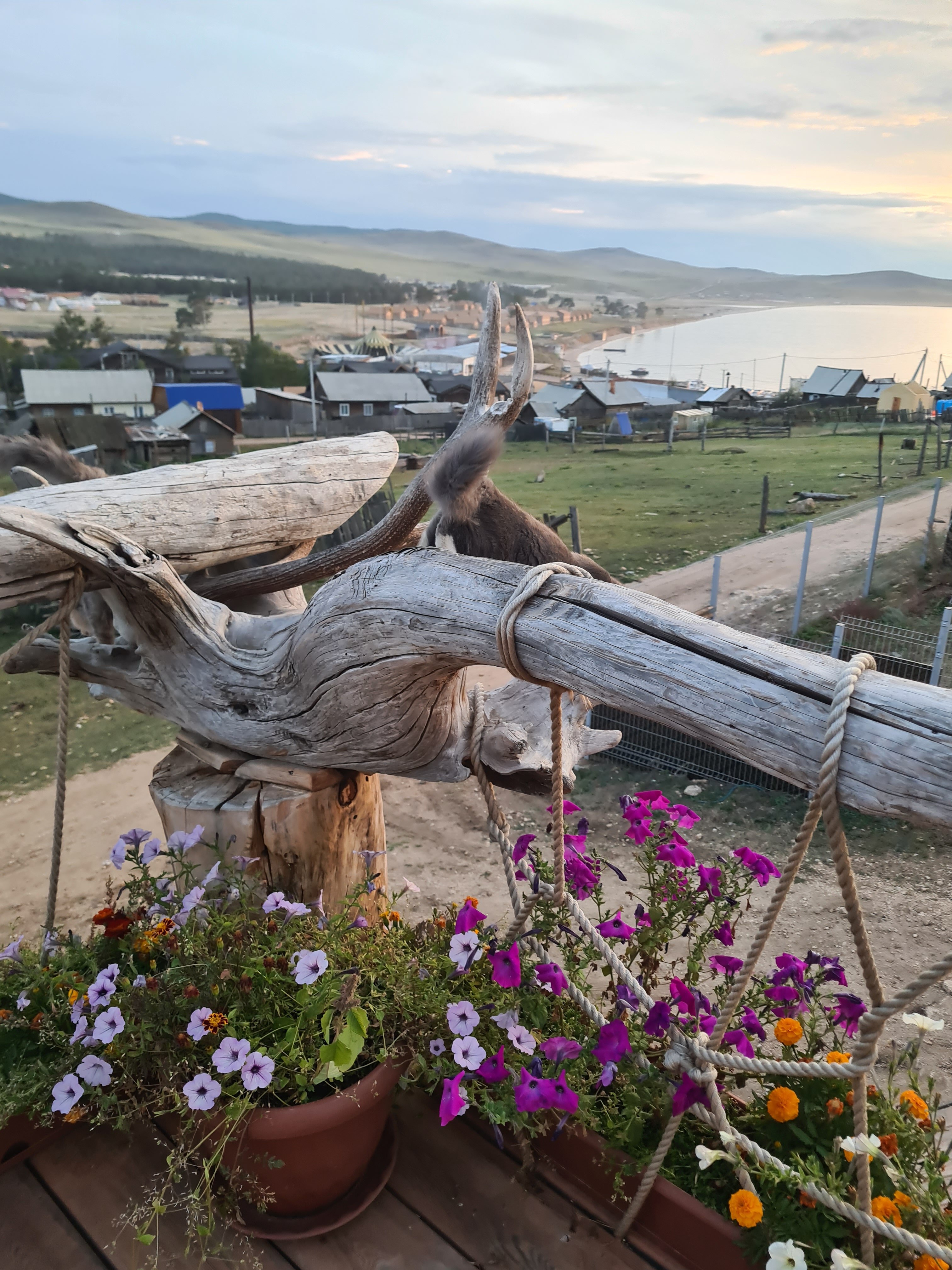 Фото Филоксения