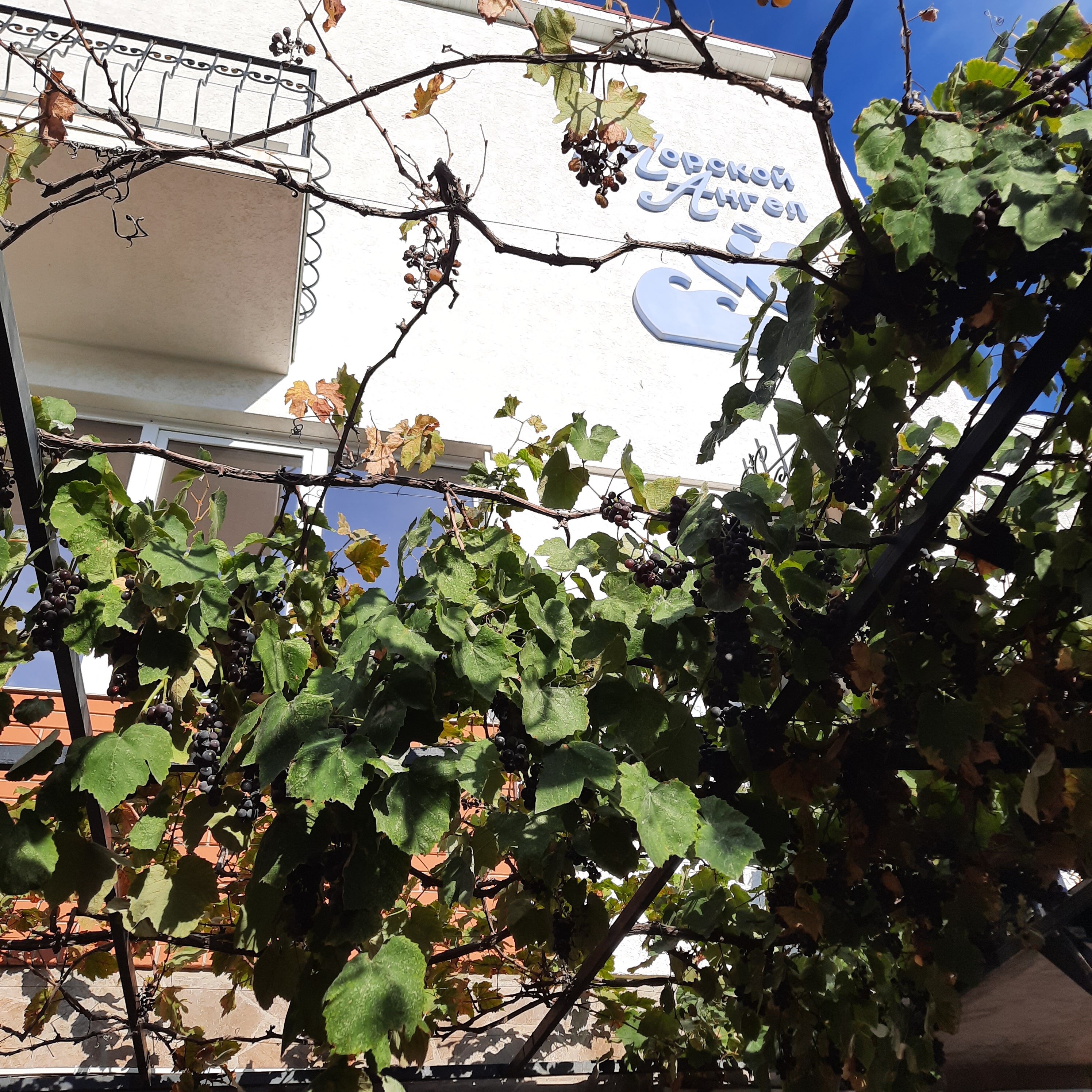 Фото Морской ангел