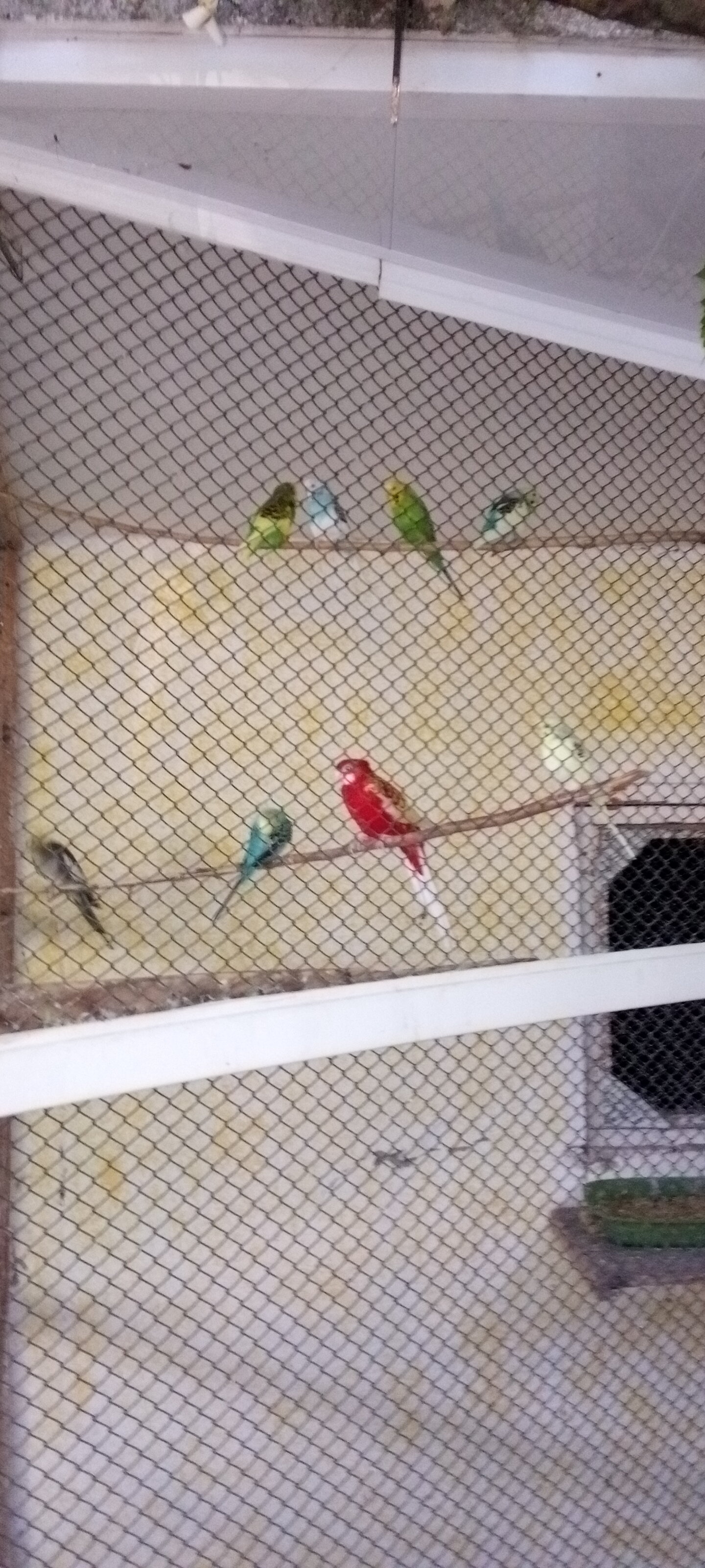 Фото Экзотик