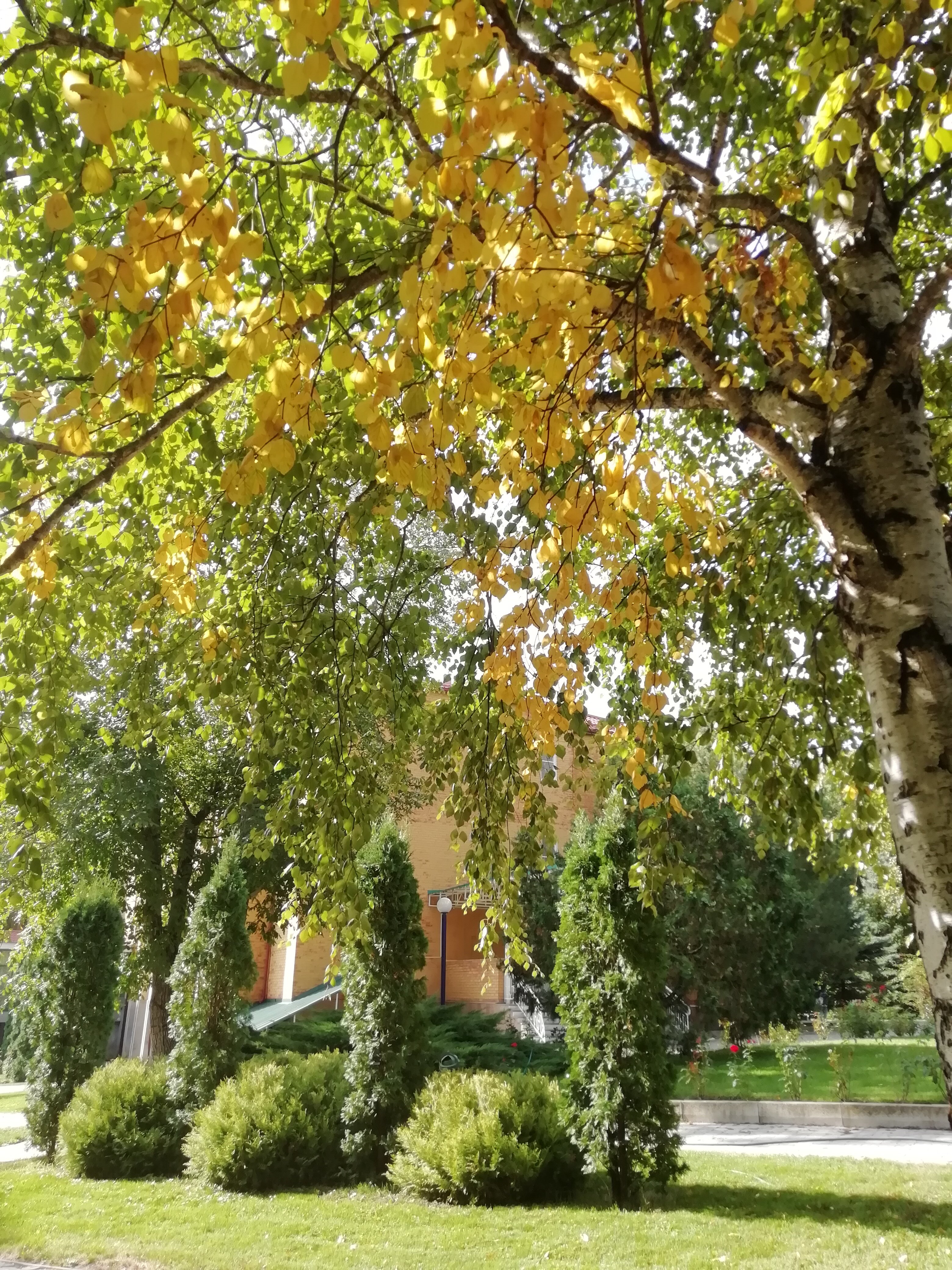 Фото Лесной