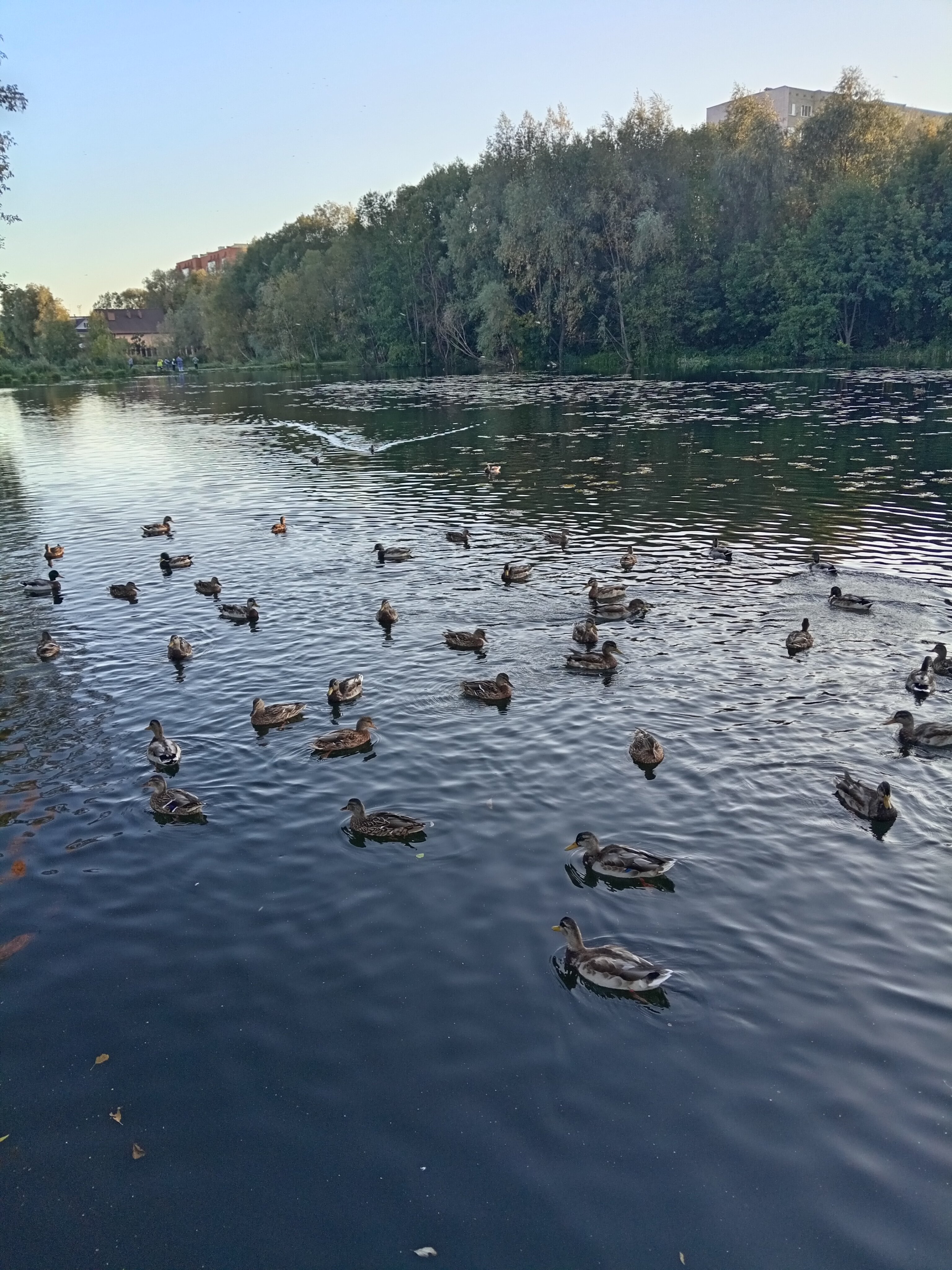 Фото Сосновый бор