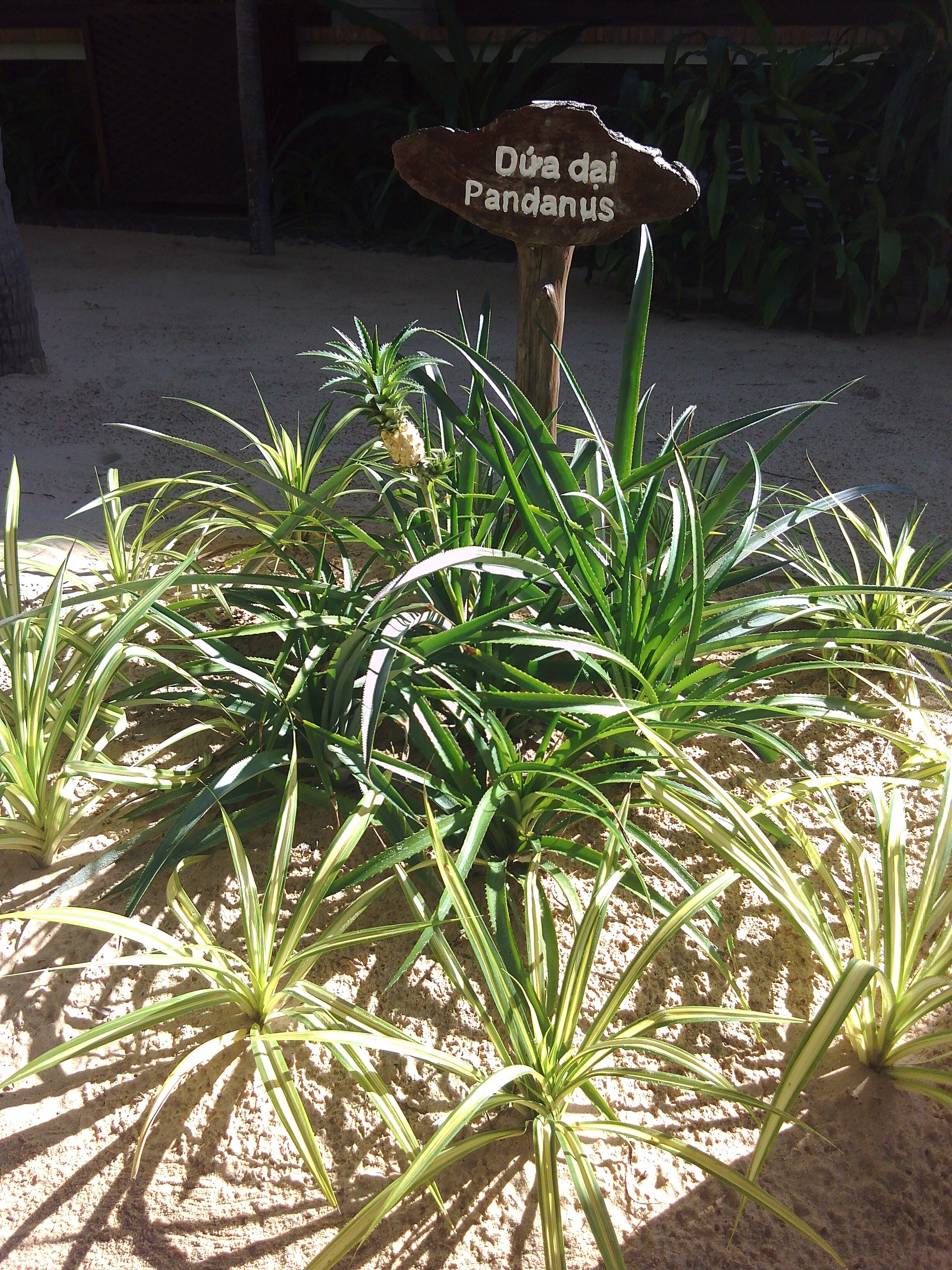 Фото Pandanus Resort