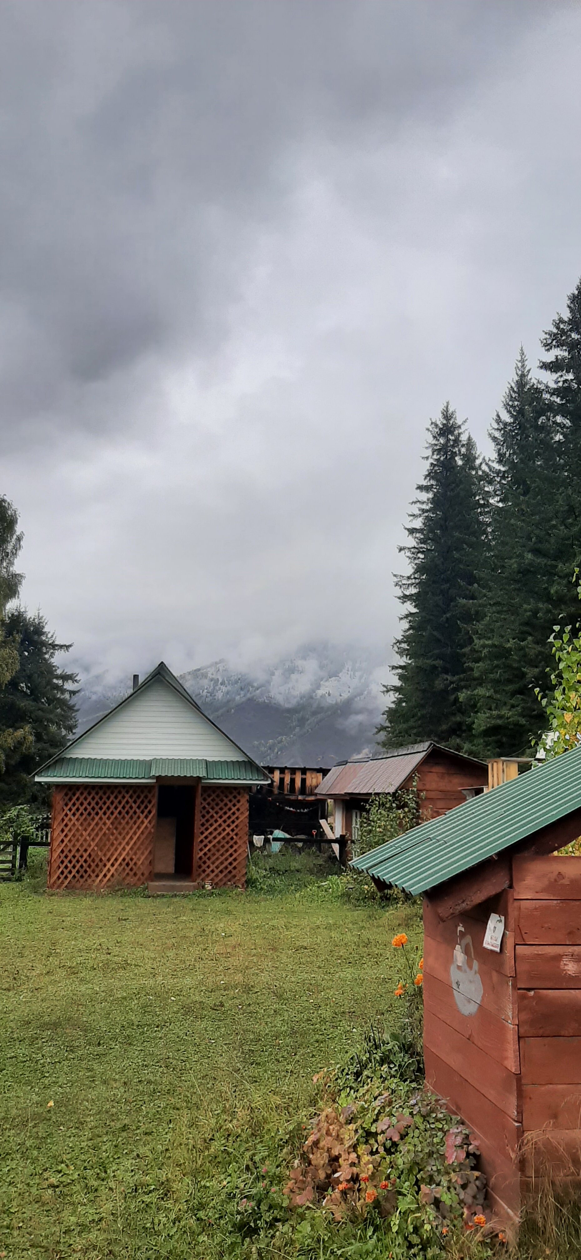 Фото Еловая опушка