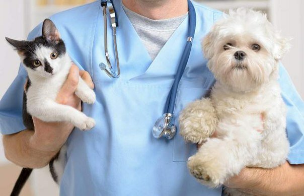 Clínica veterinaria Veterinarny tsentr Vysota, , foto