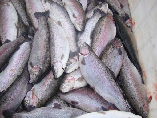 Рыба и морепродукты Форель, Тверь, фото