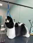 Pure Groom (Октябрьская наб., 34, корп. 2, Санкт-Петербург), зоосалон, зоопарикмахерская в Санкт‑Петербурге