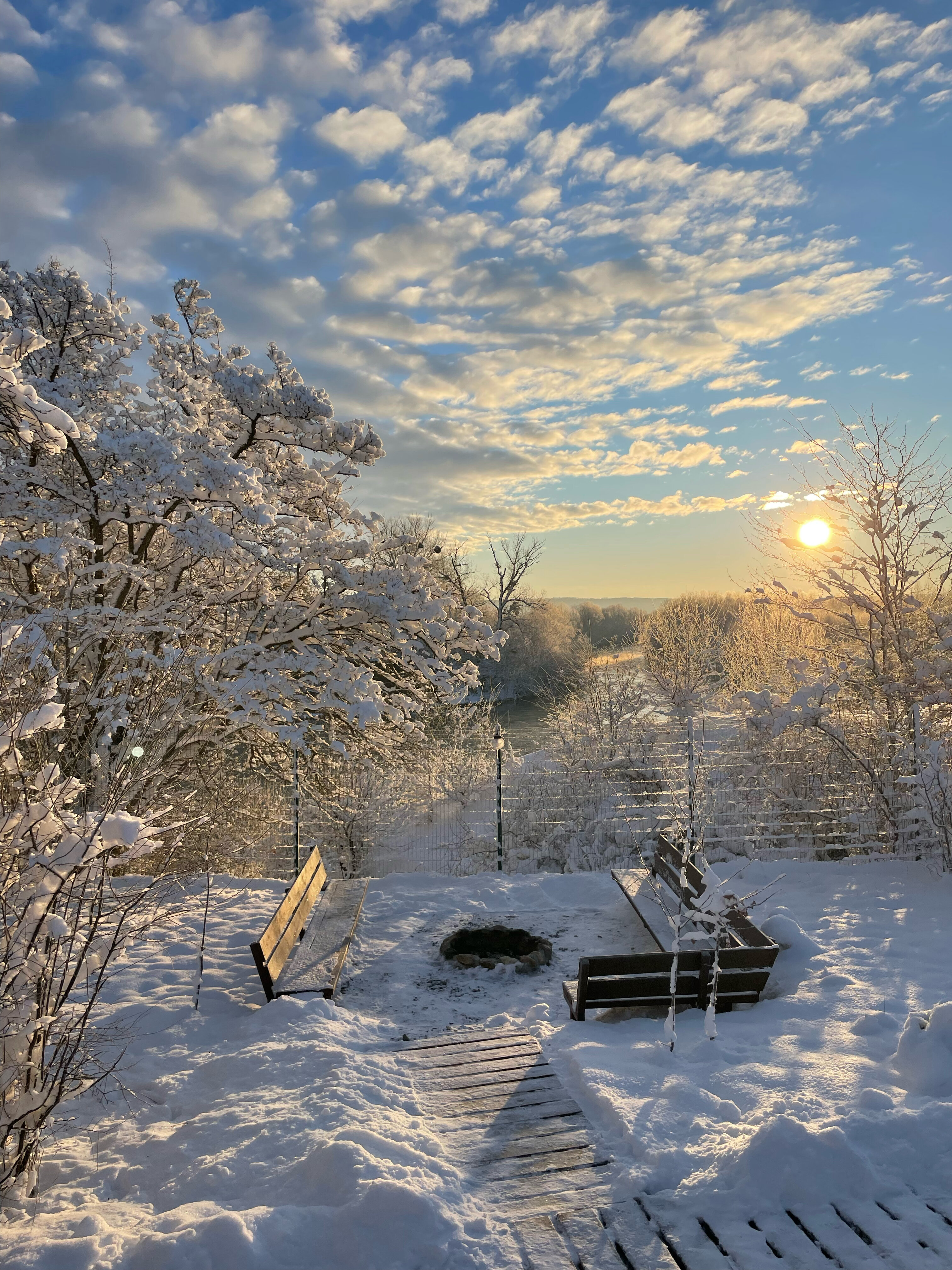 Фото Стрижи