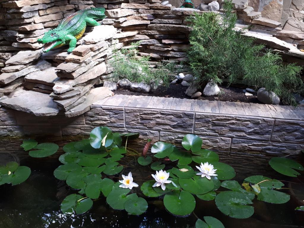 Фото Магнолия