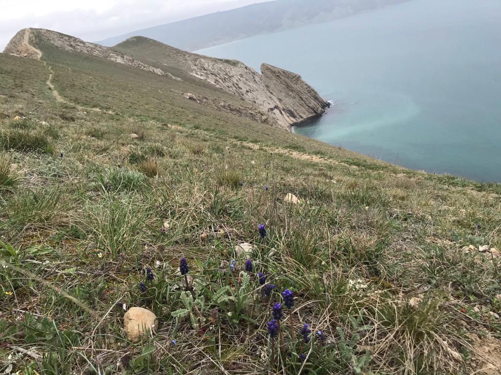 Фото Магнолия