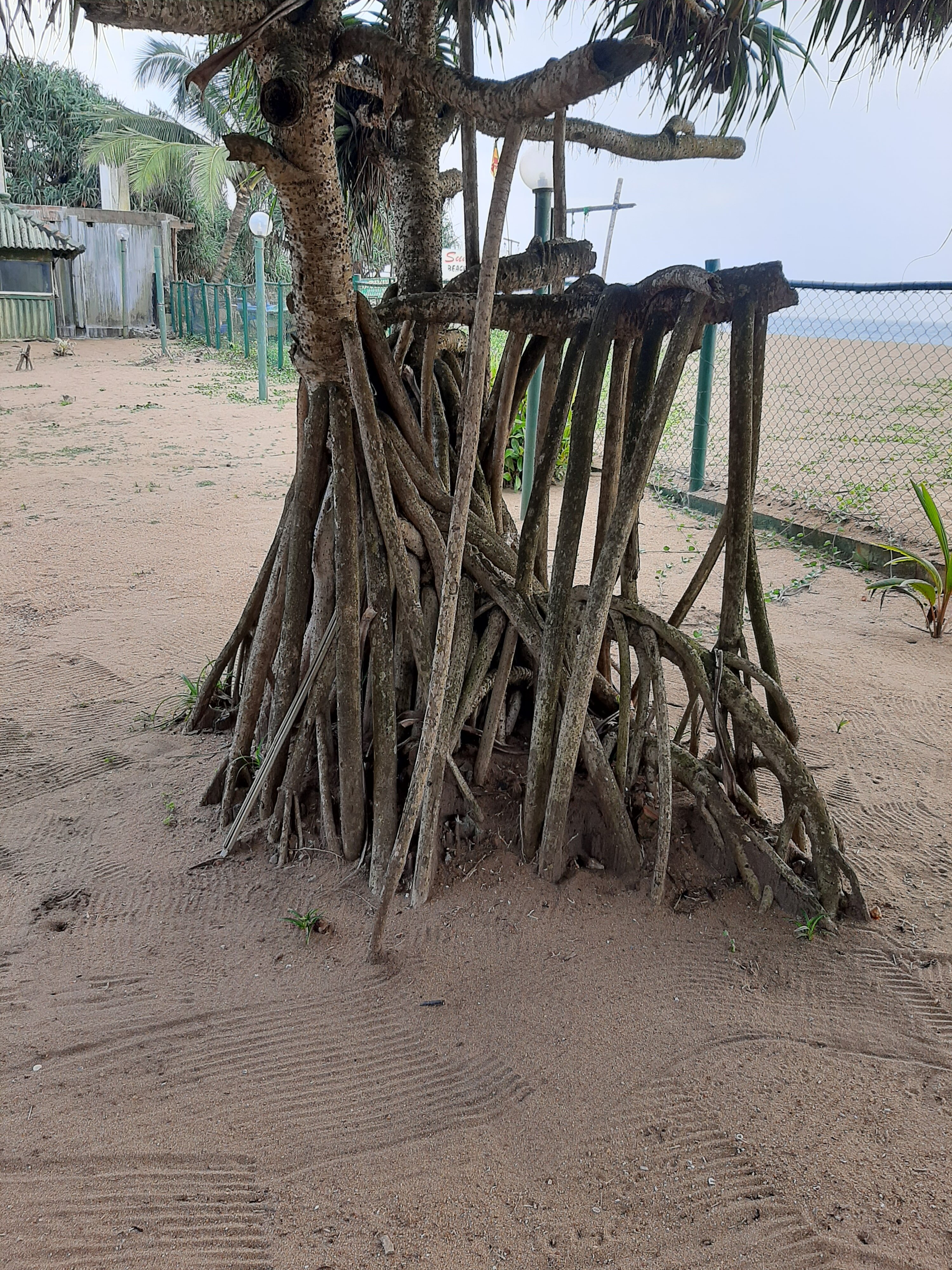 Фото Hibiscus Beach Hotel & Villas