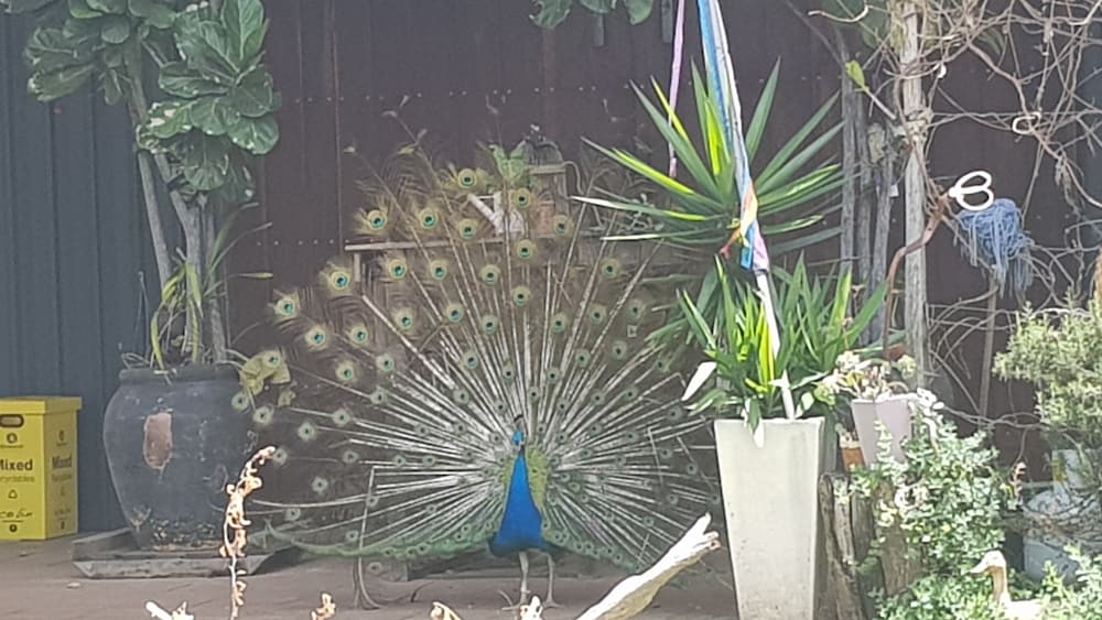 Фото Gold Coast Tree Houses