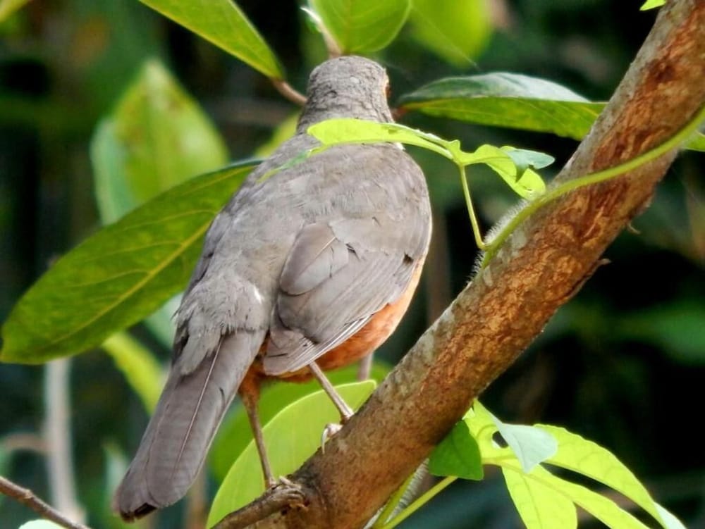 Фото Recanto Dos Compadres