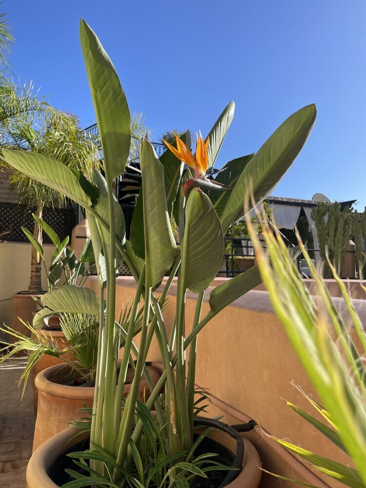 Фото Riad Zouhour