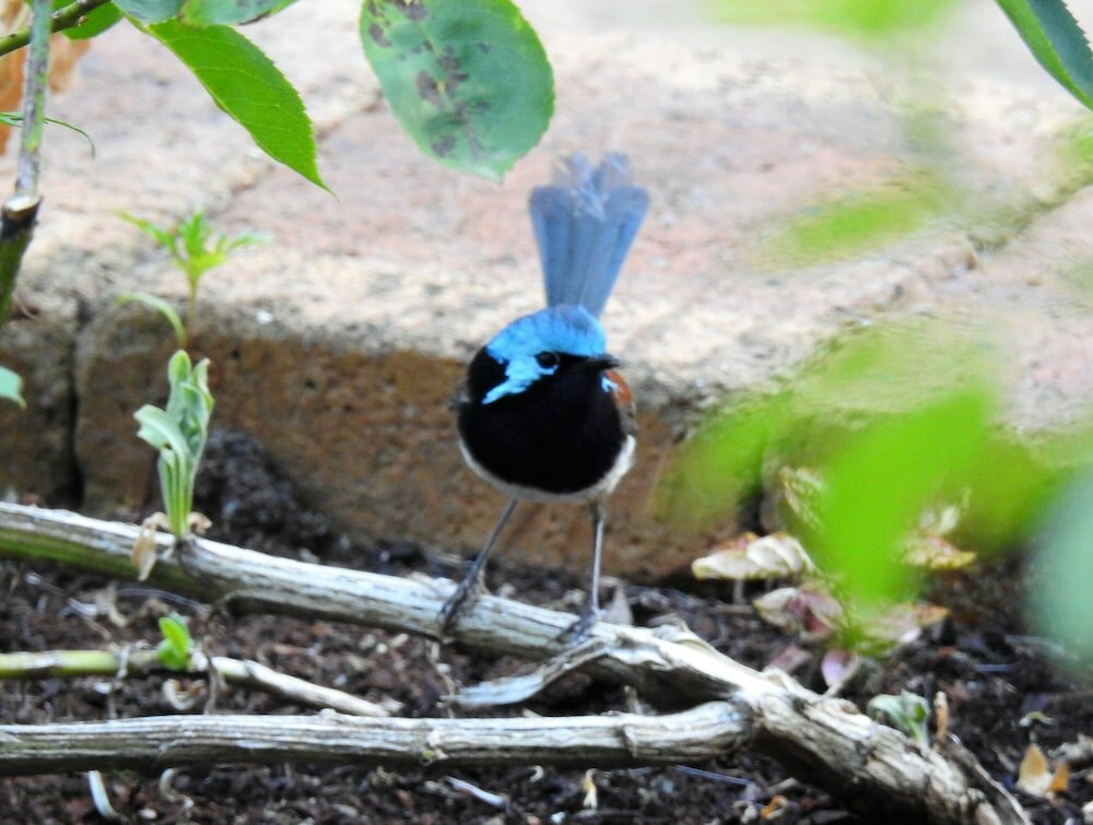 Фото Serenity House Pemberton