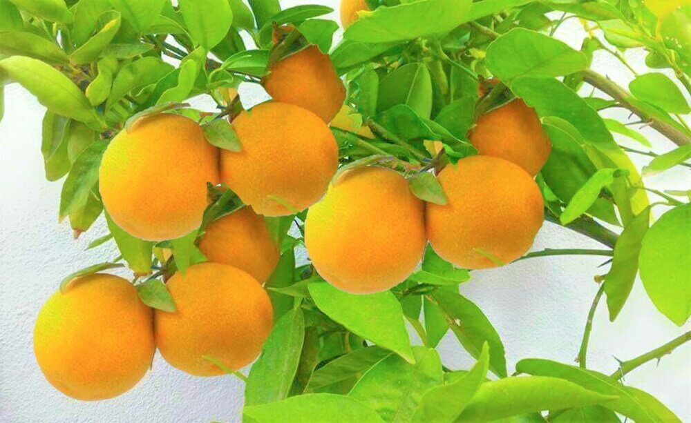 Фото Hacienda Sol