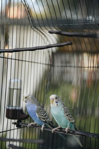 Гостиница Parrots Home Lalez Bay